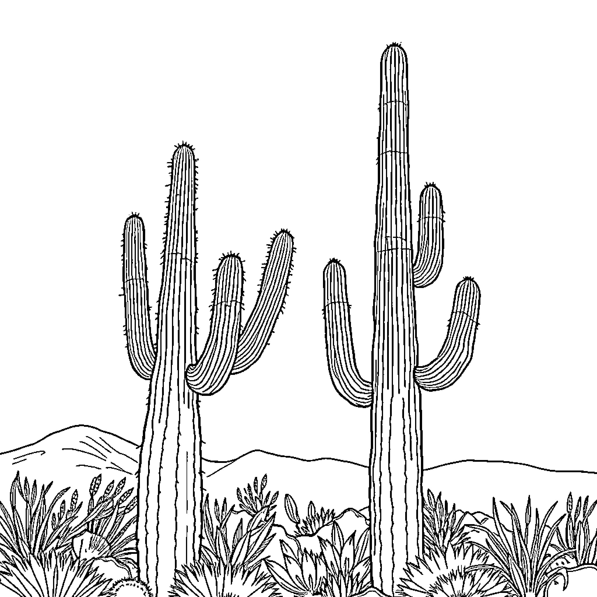 Cactus forest in the desert landscape Coloring Page (free black-and-white line drawing printable PDF for all, from beginners to advanced learners, including children, teens, adults, and seniors)