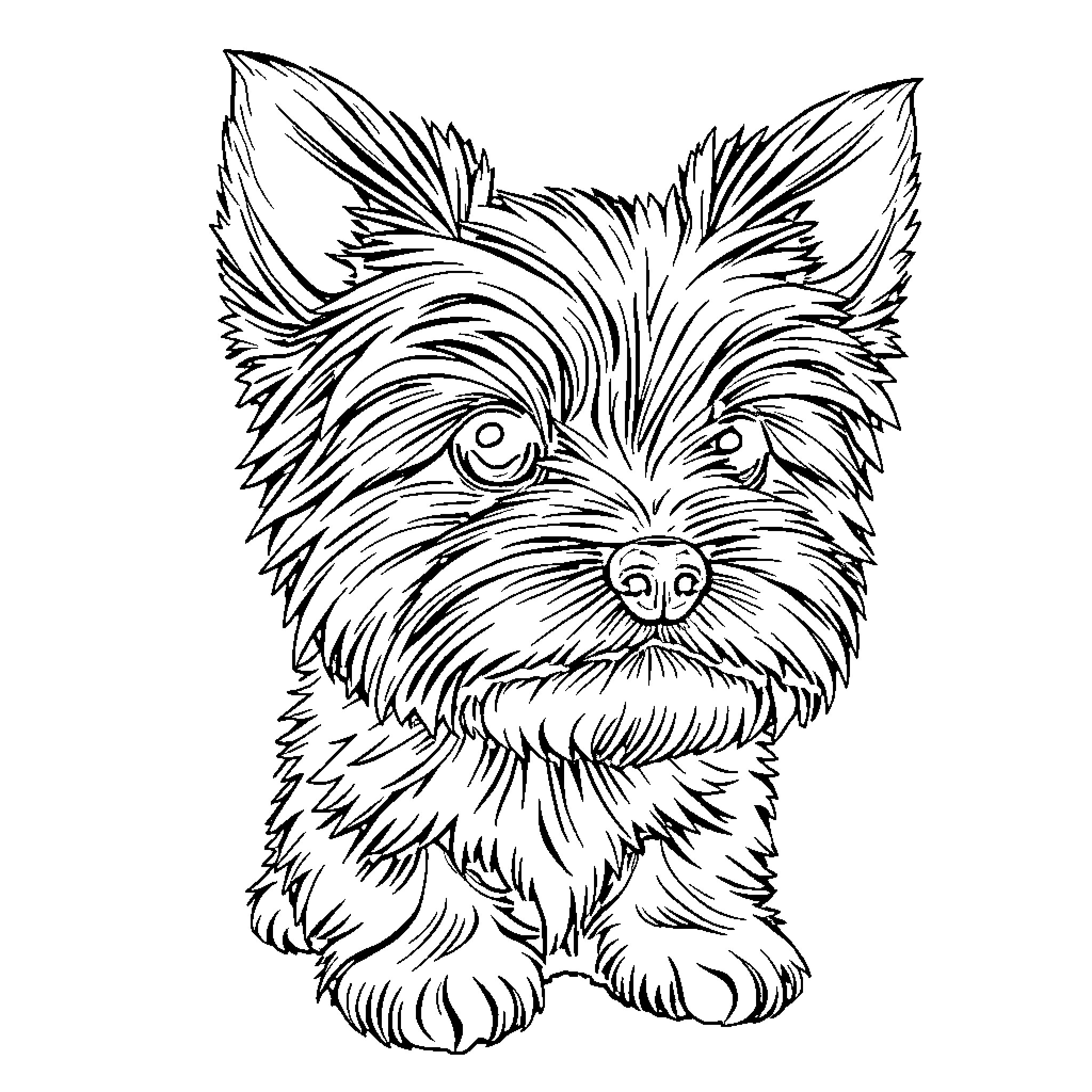 Yorkie pup with fluffy fur and big eyes Coloring Page (free black-and-white line drawing printable PDF for all, from beginners to advanced learners, including children, teens, adults, and seniors)