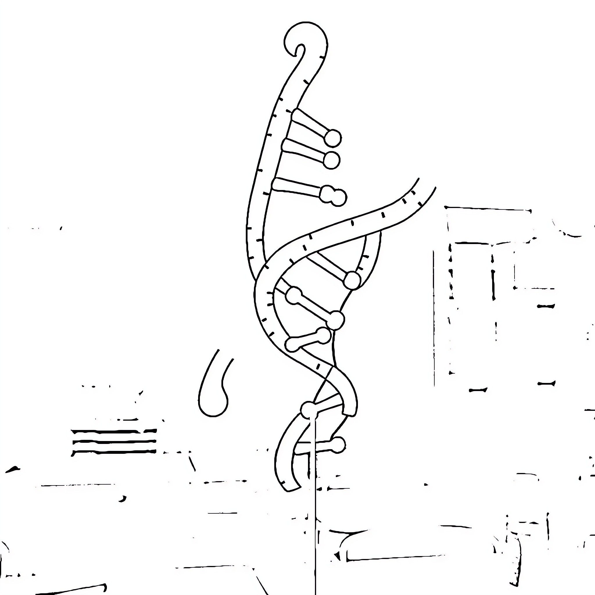 DNA Molecule Schematic Diagram Coloring Page (free black-and-white line drawing printable PDF for all, from beginners to advanced learners, including children, teens, adults, and seniors)
