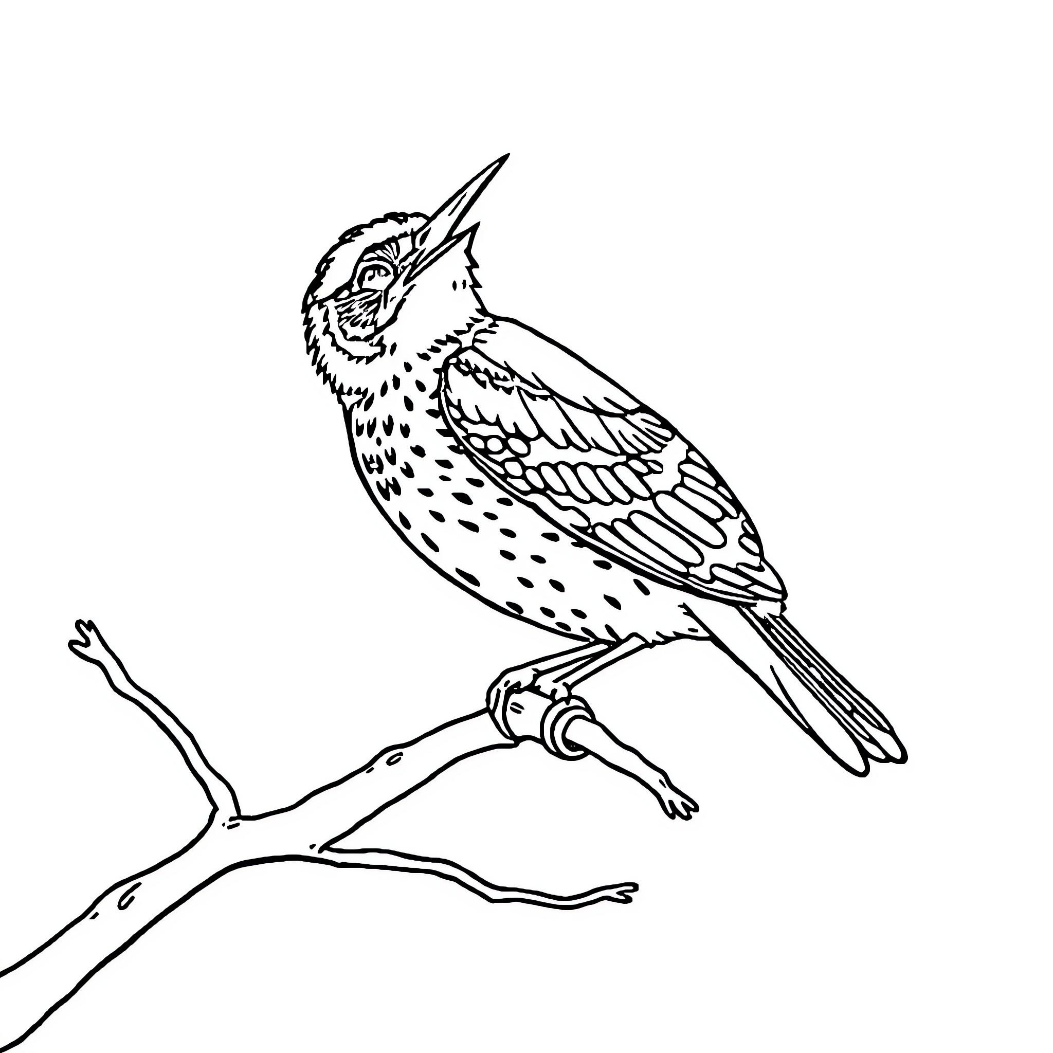 Cuckoo bird perching on a branch Coloring Page (free black-and-white line drawing printable PDF for all, from beginners to advanced learners, including children, teens, adults, and seniors)