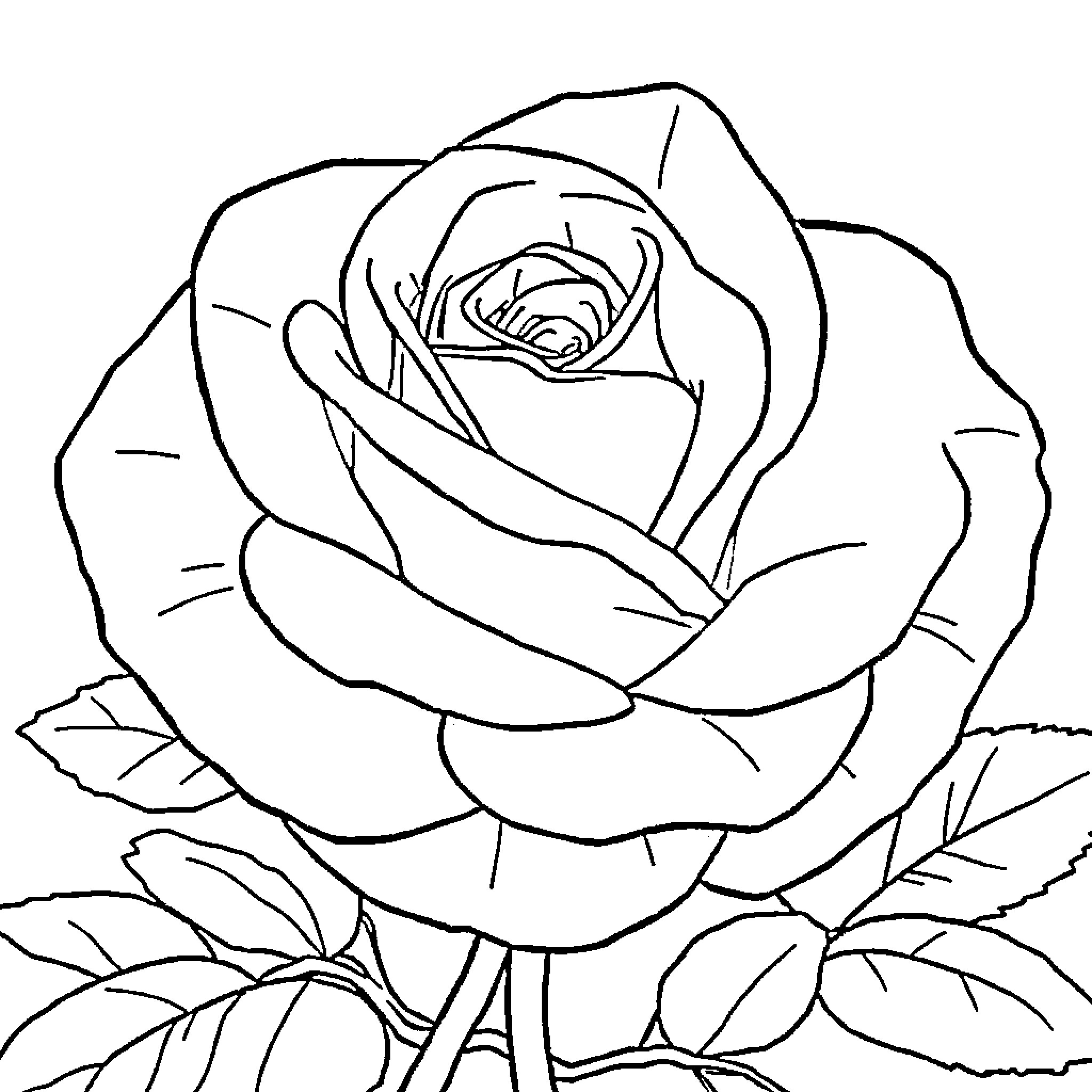Rose in Full Bloom Coloring Page (free black-and-white line drawing printable PDF for all, from beginners to advanced learners, including children, teens, adults, and seniors)