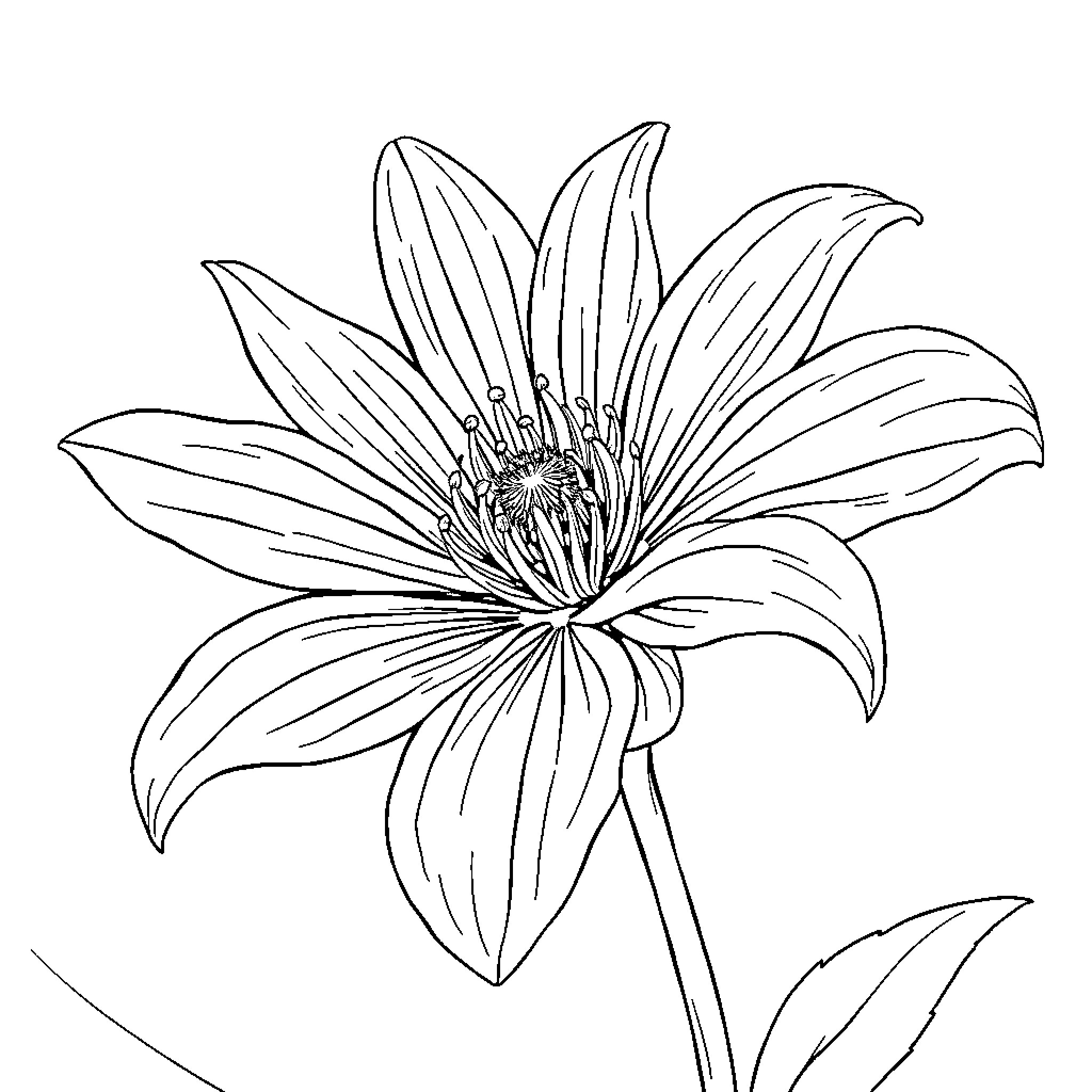 Flower blooming elegantly Coloring Page (free black-and-white line drawing printable PDF for all, from beginners to advanced learners, including children, teens, adults, and seniors)
