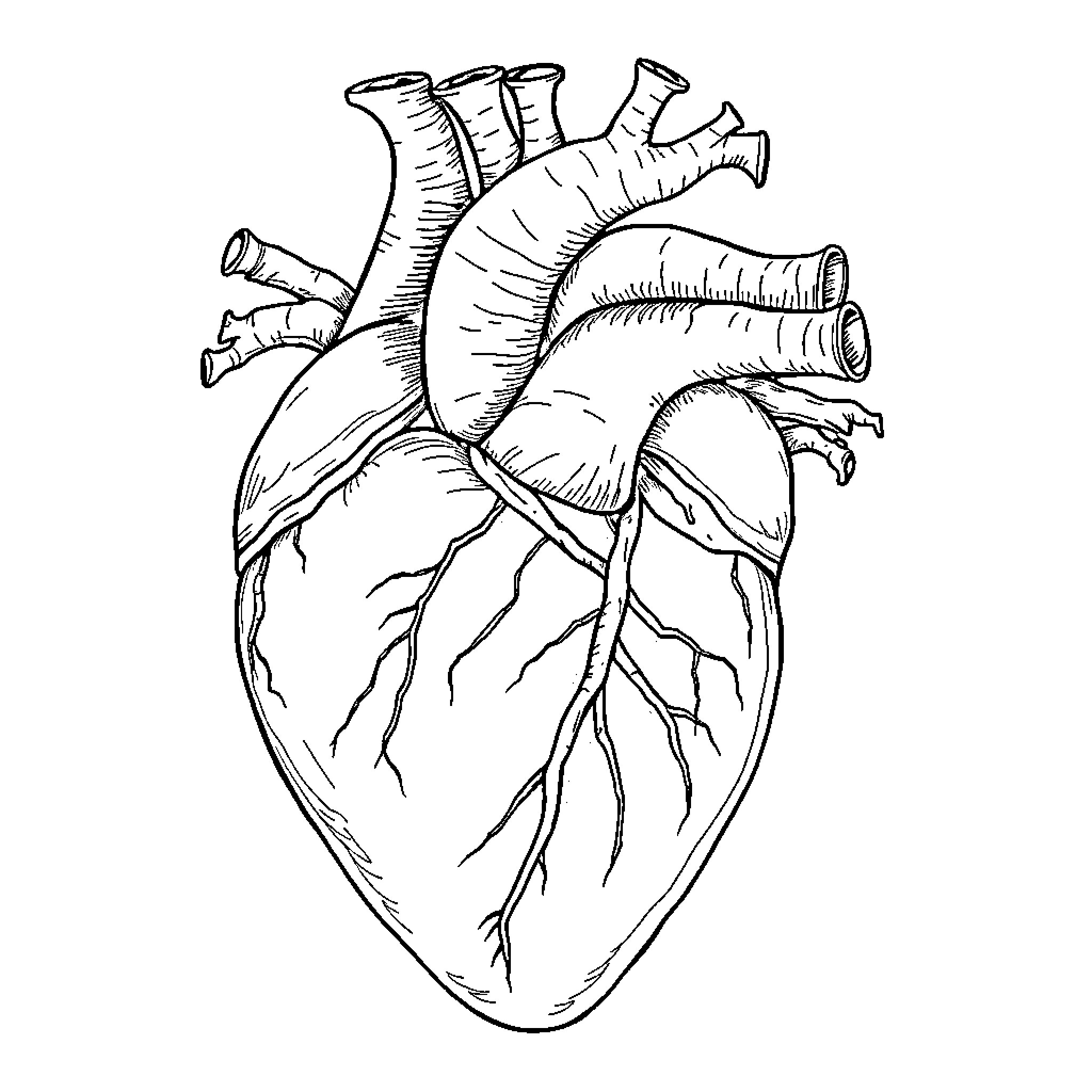 Heart of Anatomical Illustration Coloring Page (free black-and-white line drawing printable PDF for all, from beginners to advanced learners, including children, teens, adults, and seniors)