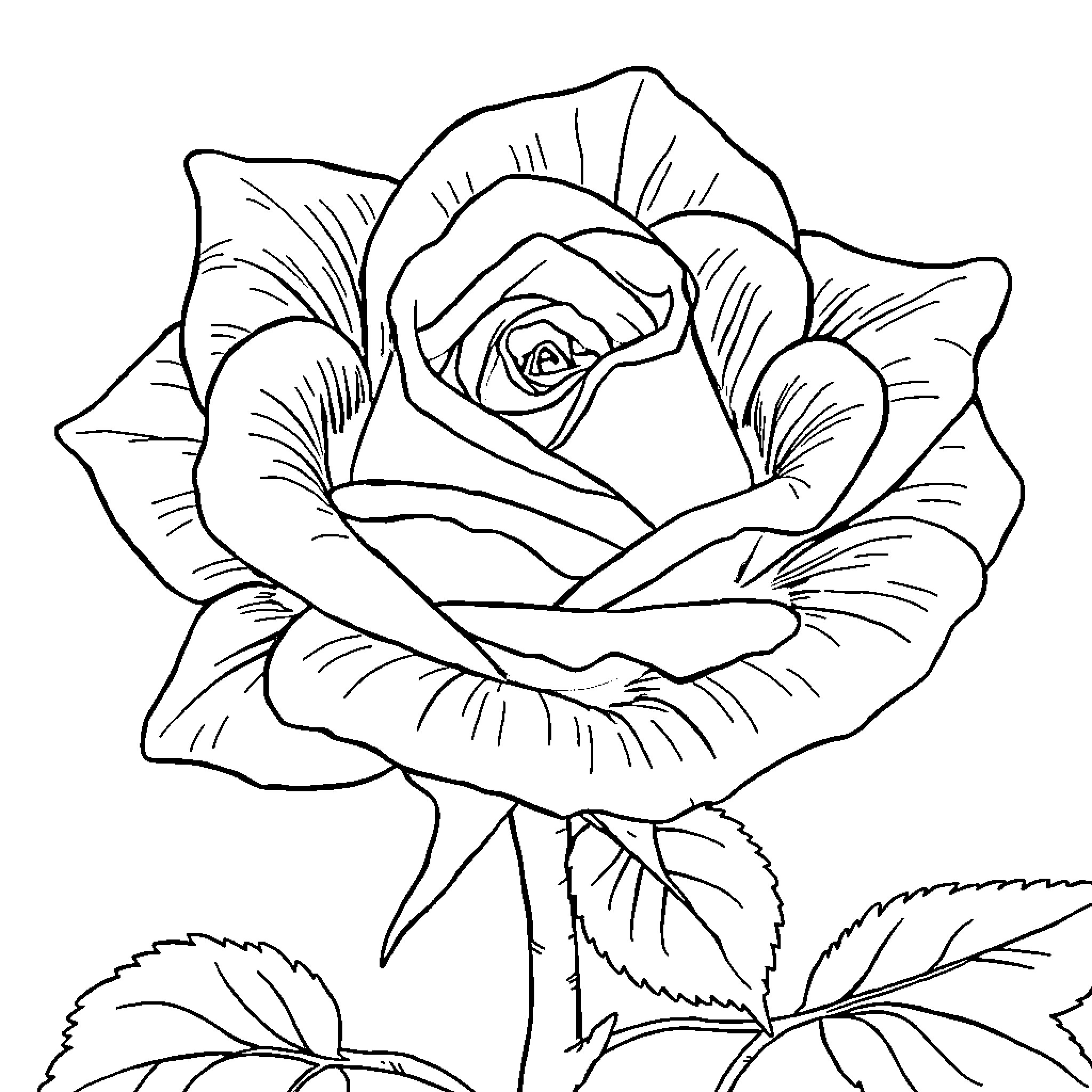 Rose in Detailed Illustration Coloring Page (free black-and-white line drawing printable PDF for all, from beginners to advanced learners, including children, teens, adults, and seniors)