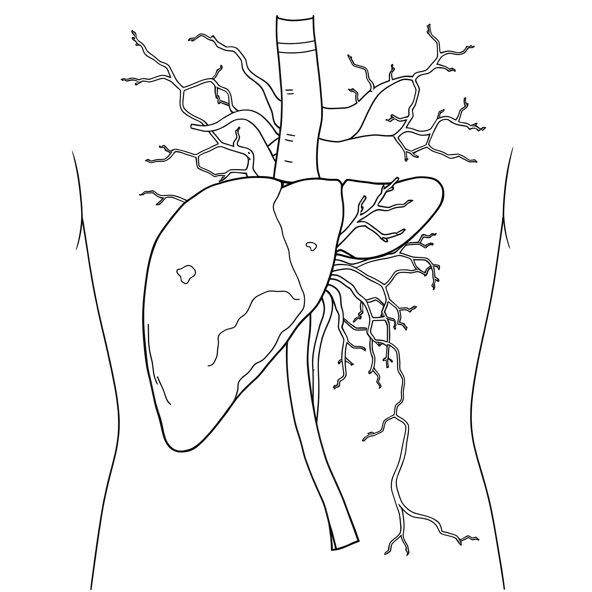 Liver surrounded by intricate vessels and branches Coloring Page (free black-and-white line drawing printable PDF for all, from beginners to advanced learners, including children, teens, adults, and seniors)