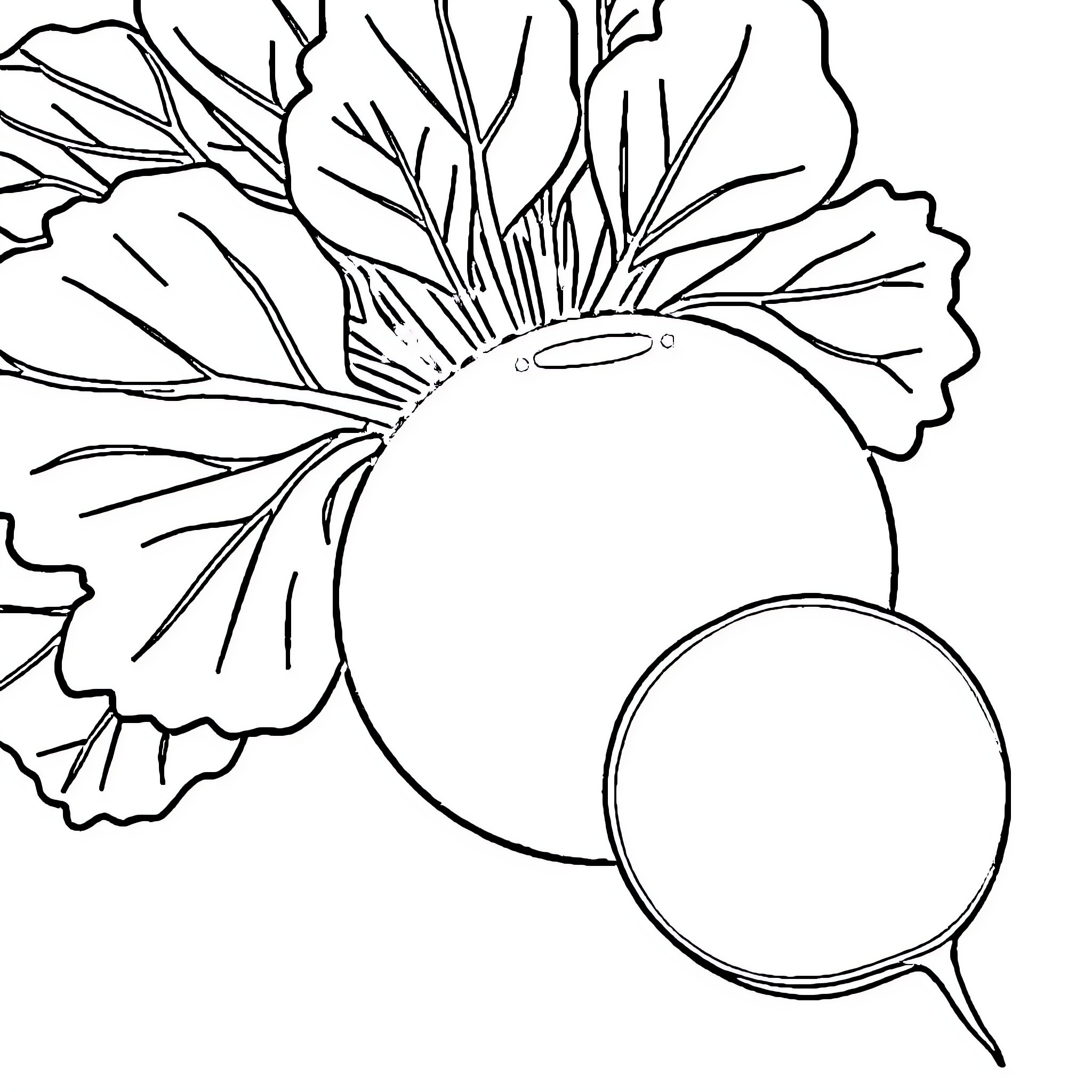 Beetroot with bold, abstract leaves Coloring Page (free black-and-white line drawing printable PDF for all, from beginners to advanced learners, including children, teens, adults, and seniors)