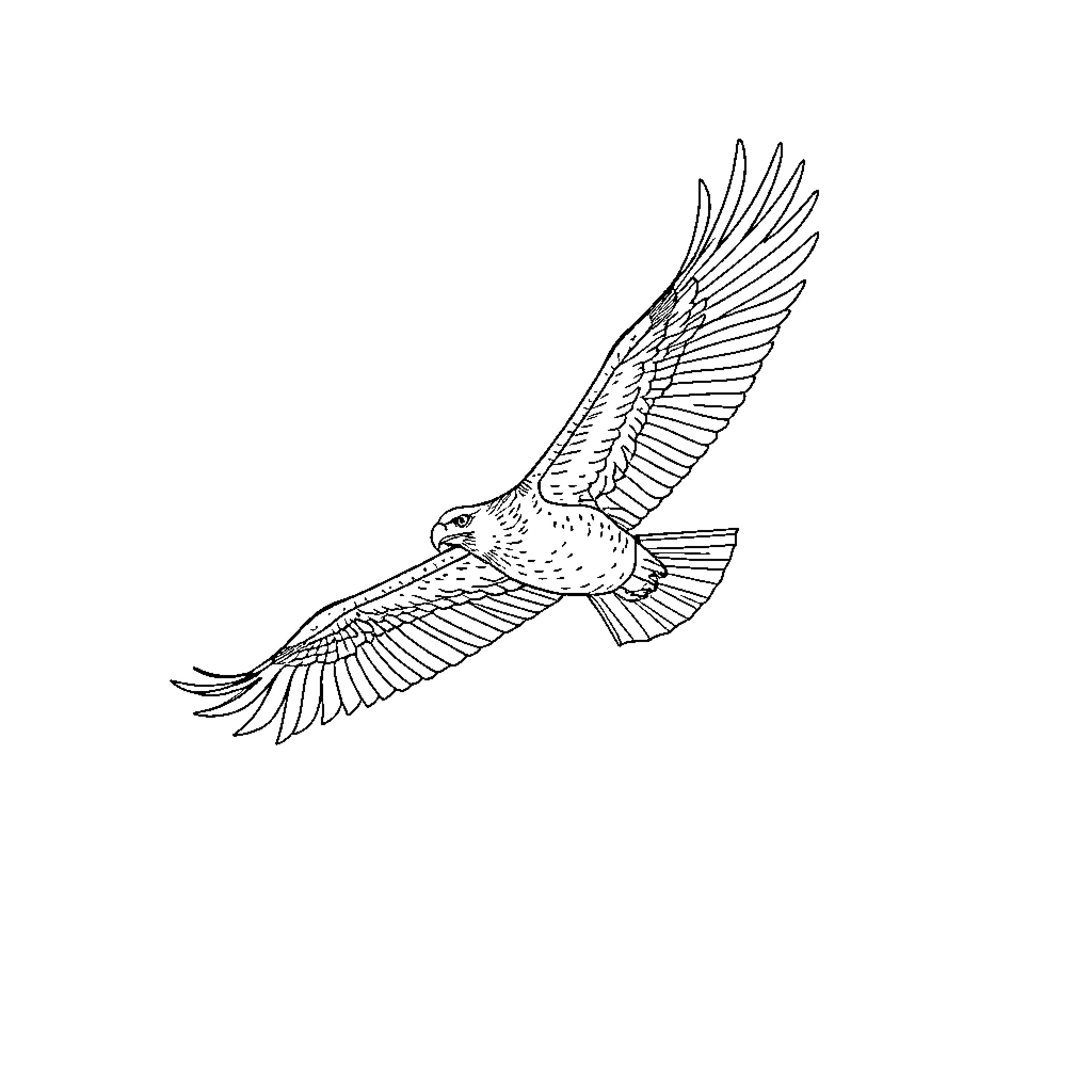Eagle soaring high with outstretched wings Coloring Page (free black-and-white line drawing printable PDF for all, from beginners to advanced learners, including children, teens, adults, and seniors)