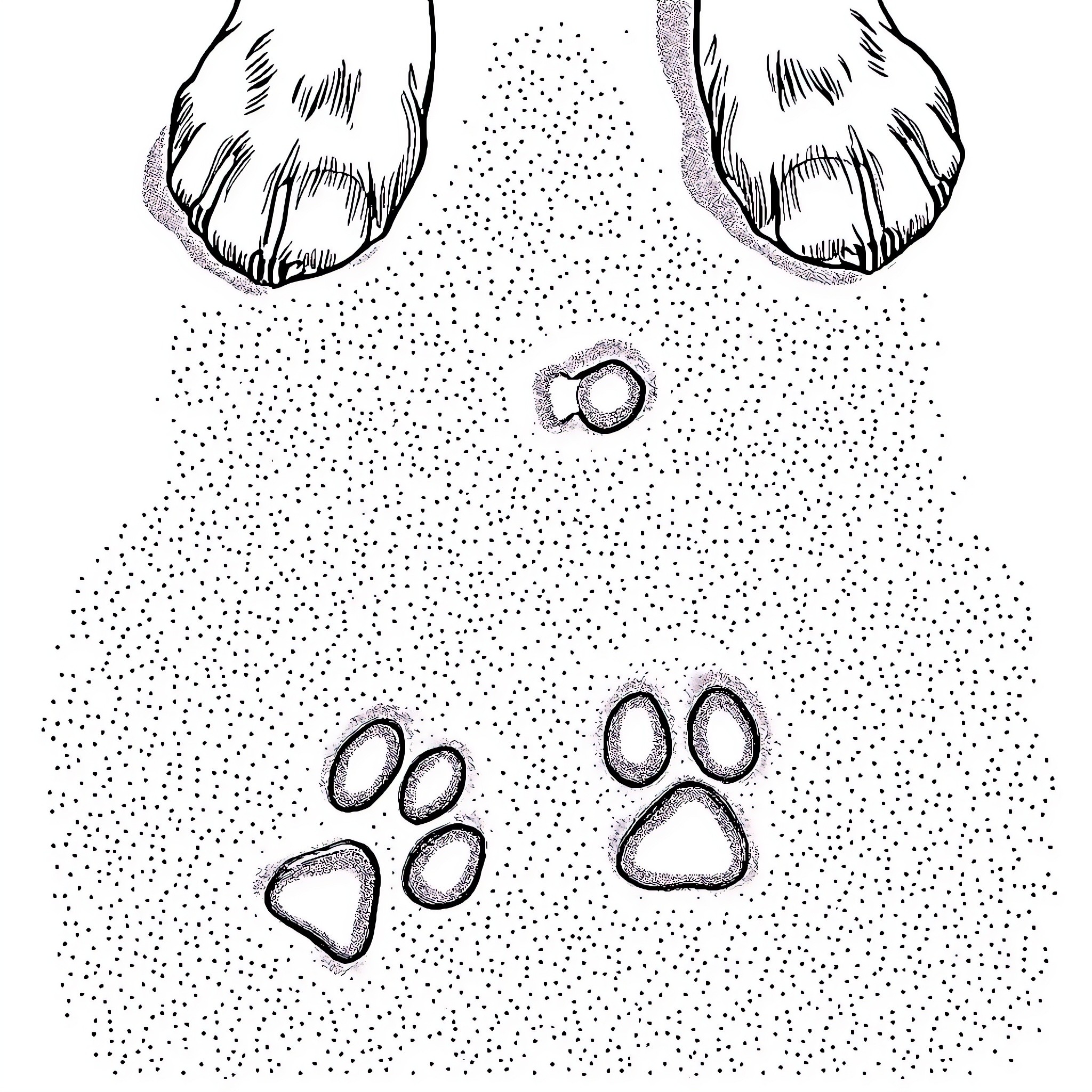 Dog paw prints in the snow Coloring Page (free black-and-white line drawing printable PDF for all, from beginners to advanced learners, including children, teens, adults, and seniors)