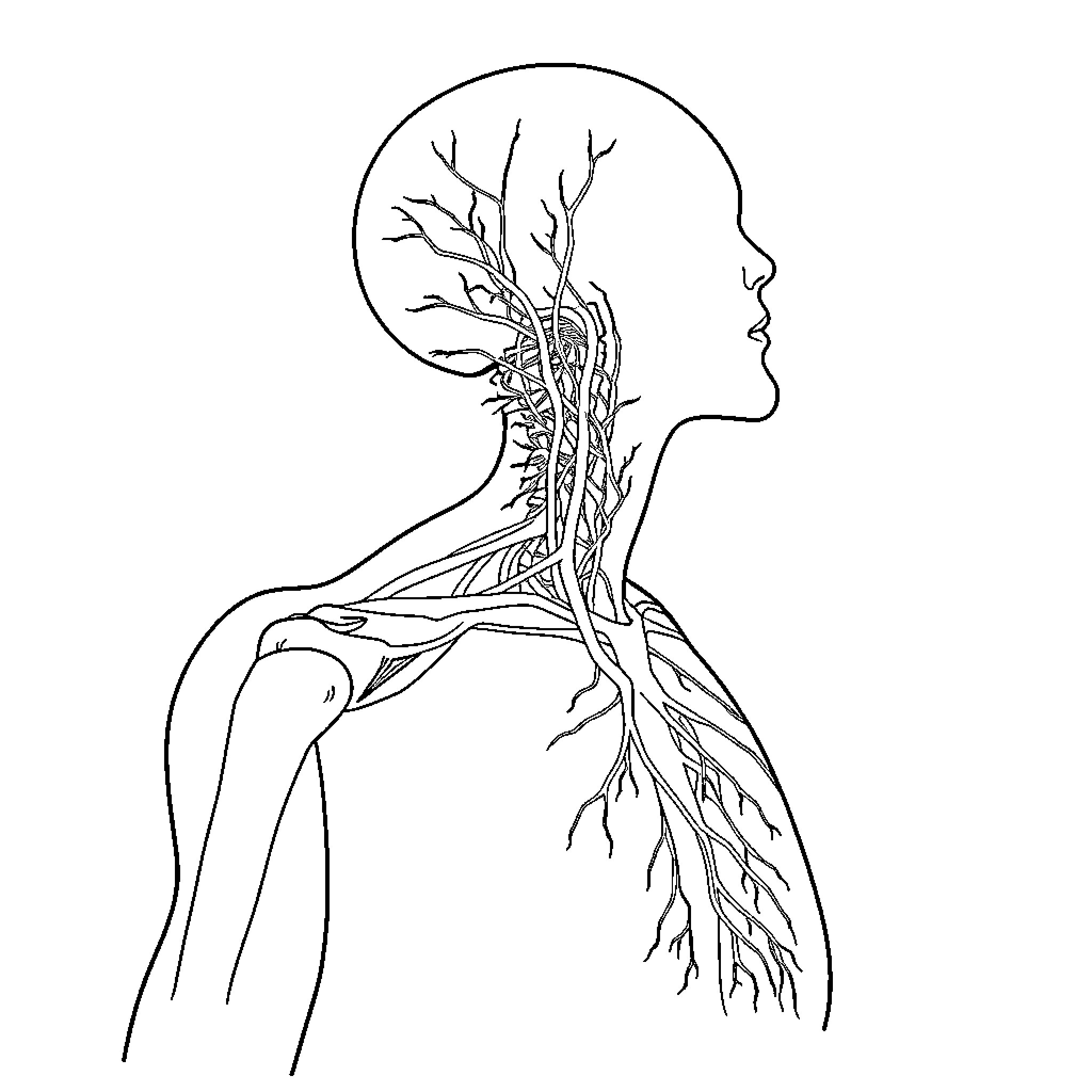 Plexus Brachialis depicting human anatomy Coloring Page (free black-and-white line drawing printable PDF for all, from beginners to advanced learners, including children, teens, adults, and seniors)