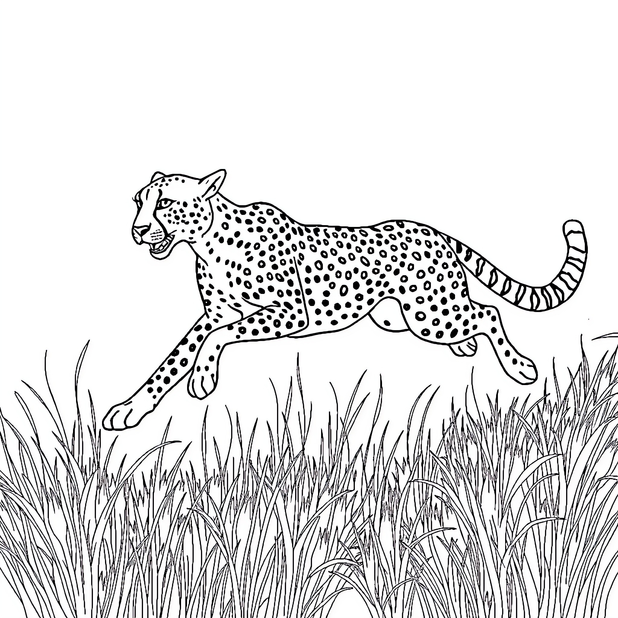 Cheetah running swiftly through the tall grass Coloring Page (free black-and-white line drawing printable PDF for all, from beginners to advanced learners, including children, teens, adults, and seniors)