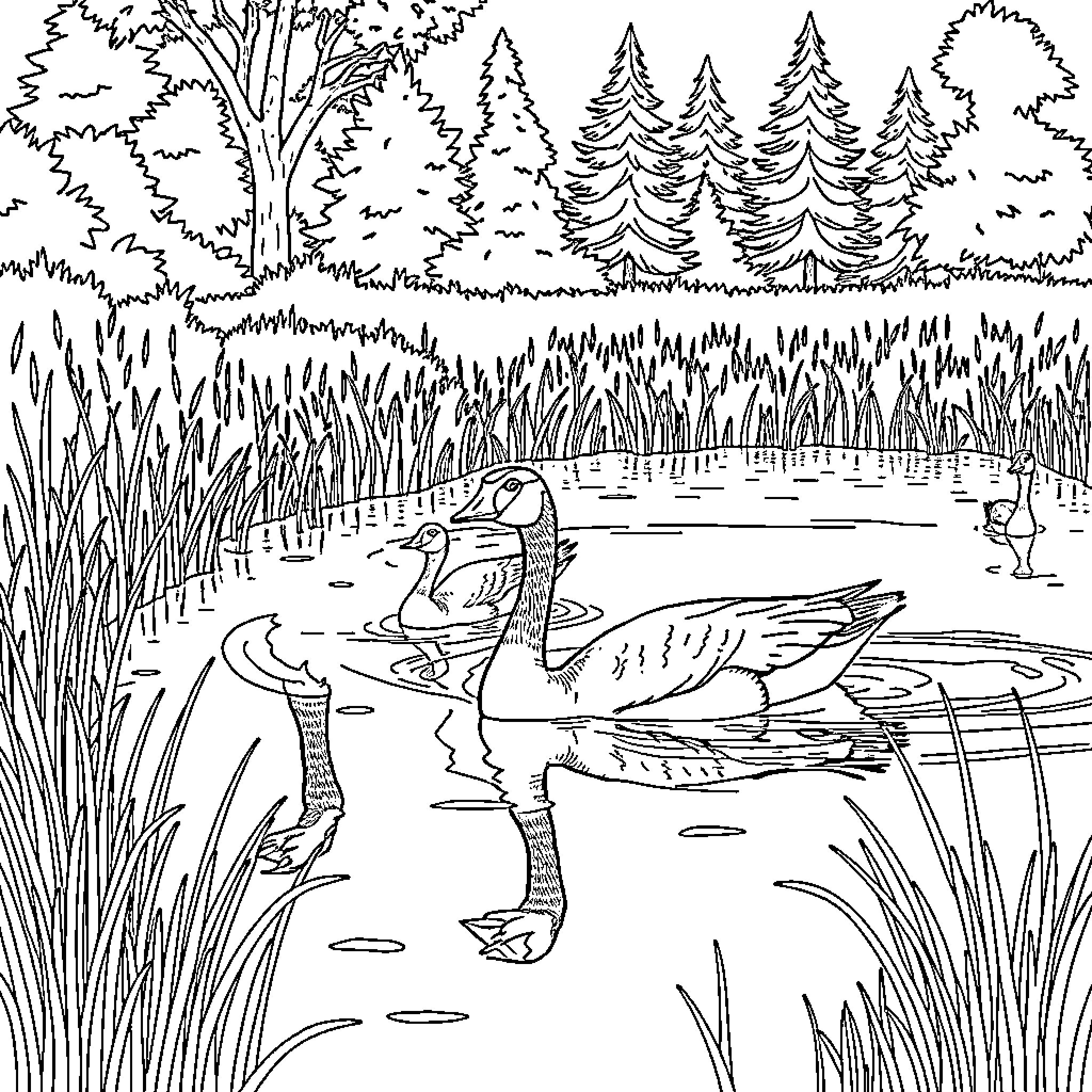 Geese swimming peacefully in the pond Coloring Page (free black-and-white line drawing printable PDF for all, from beginners to advanced learners, including children, teens, adults, and seniors)
