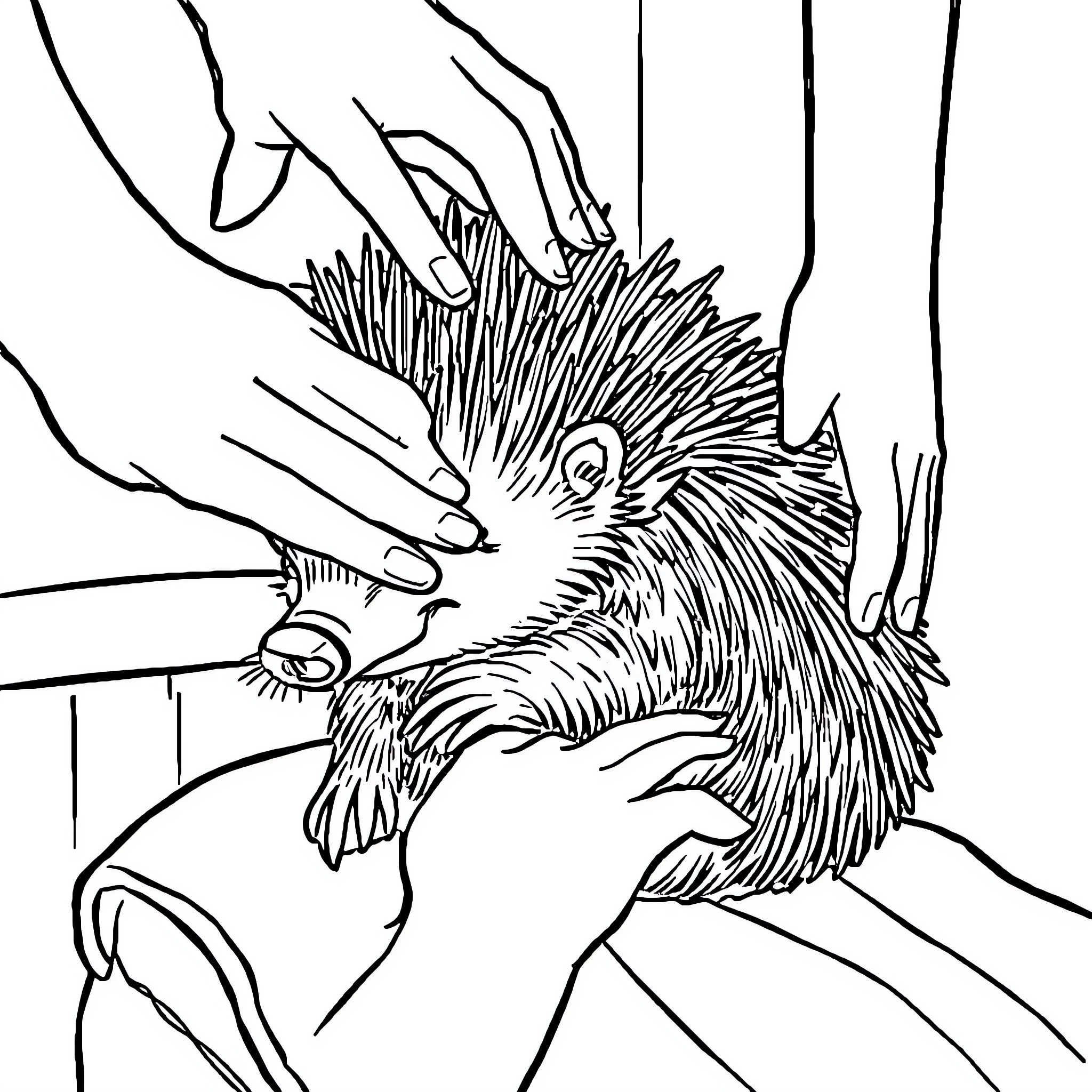 Porcupine being gently handled Coloring Page (free black-and-white line drawing printable PDF for all, from beginners to advanced learners, including children, teens, adults, and seniors)