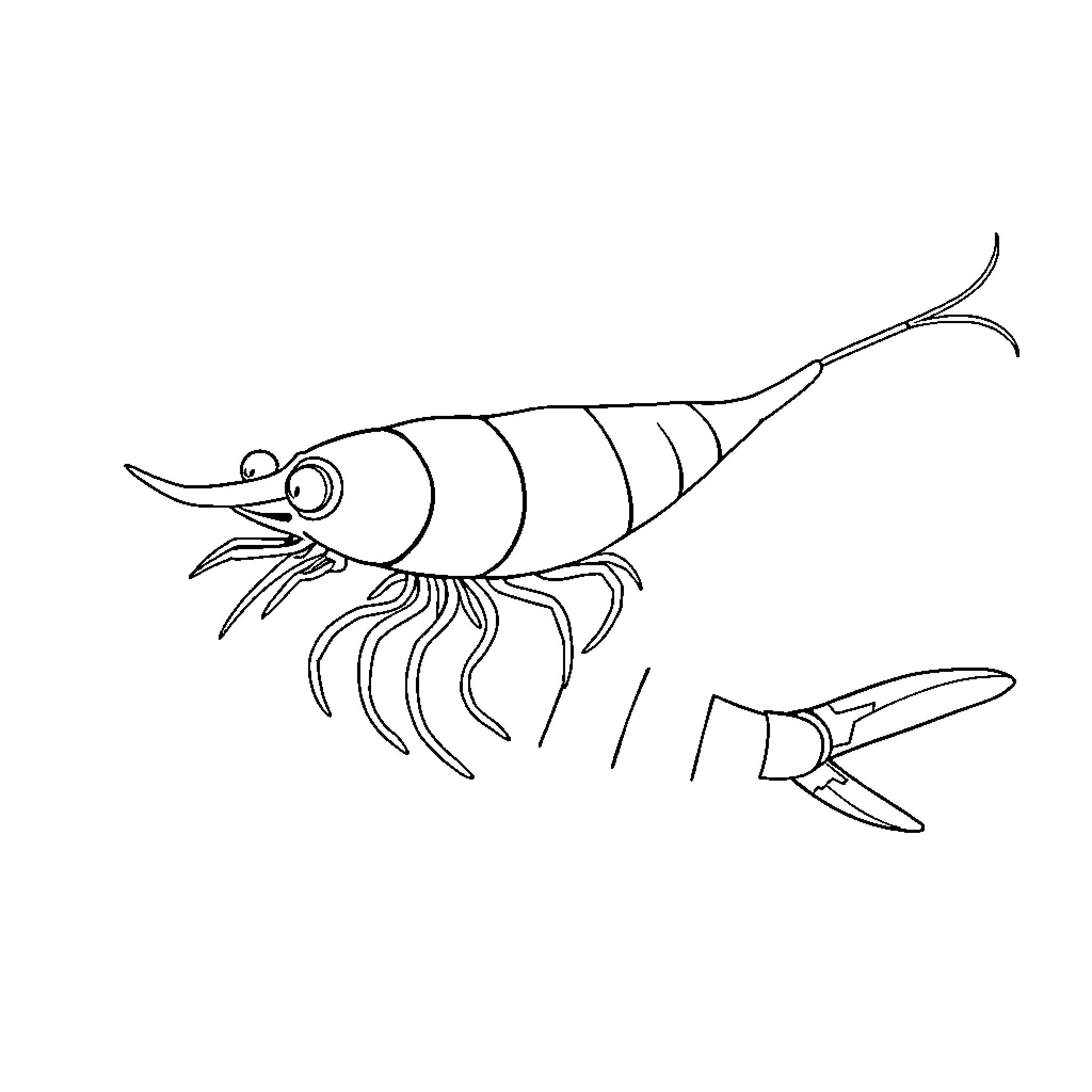 Shrimp swimming with outstretched legs Coloring Page (free black-and-white line drawing printable PDF for all, from beginners to advanced learners, including children, teens, adults, and seniors)
