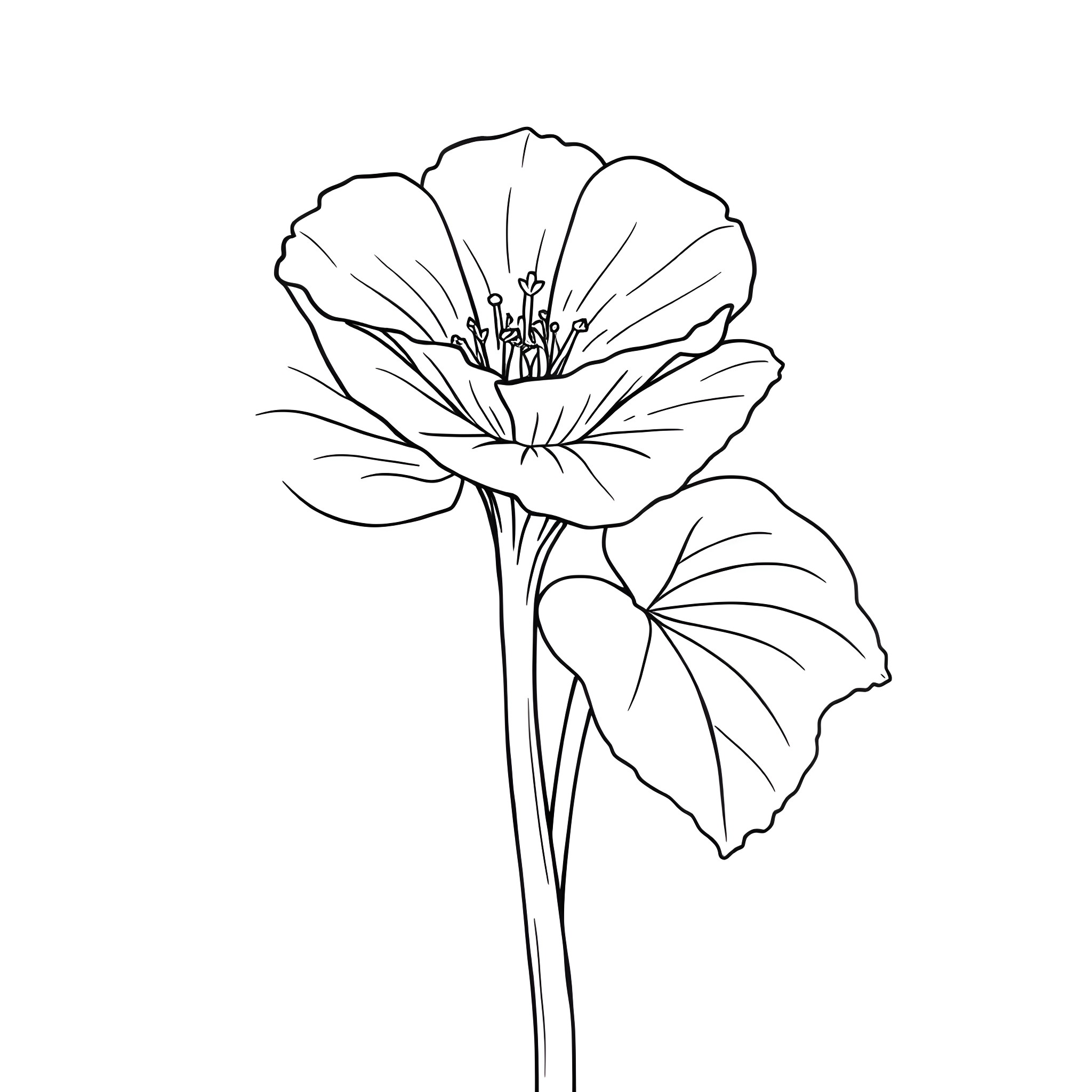 Nasturtium flower in elegant silhouette Coloring Page (free black-and-white line drawing printable PDF for all, from beginners to advanced learners, including children, teens, adults, and seniors)