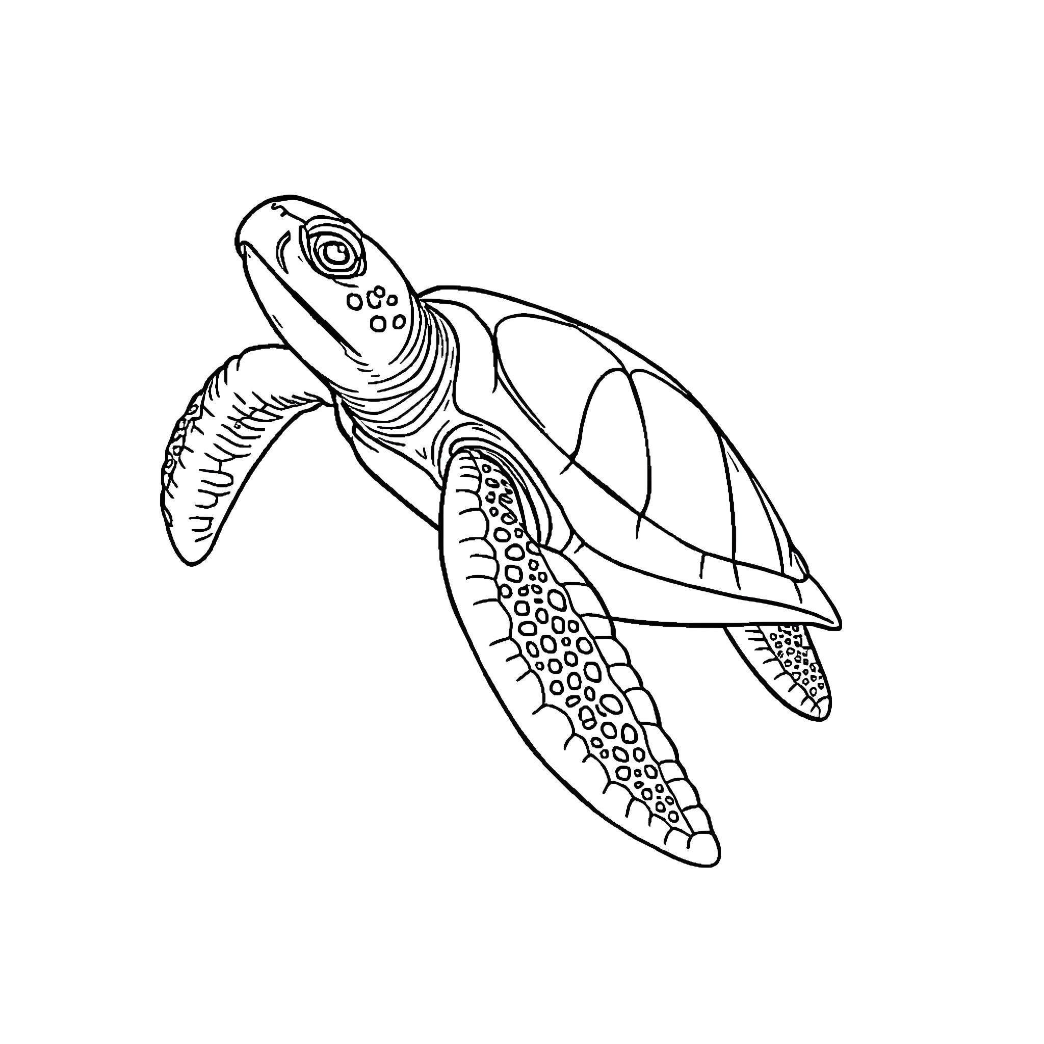 Sea Turtle swimming gracefully in the ocean Coloring Page (free black-and-white line drawing printable PDF for all, from beginners to advanced learners, including children, teens, adults, and seniors)