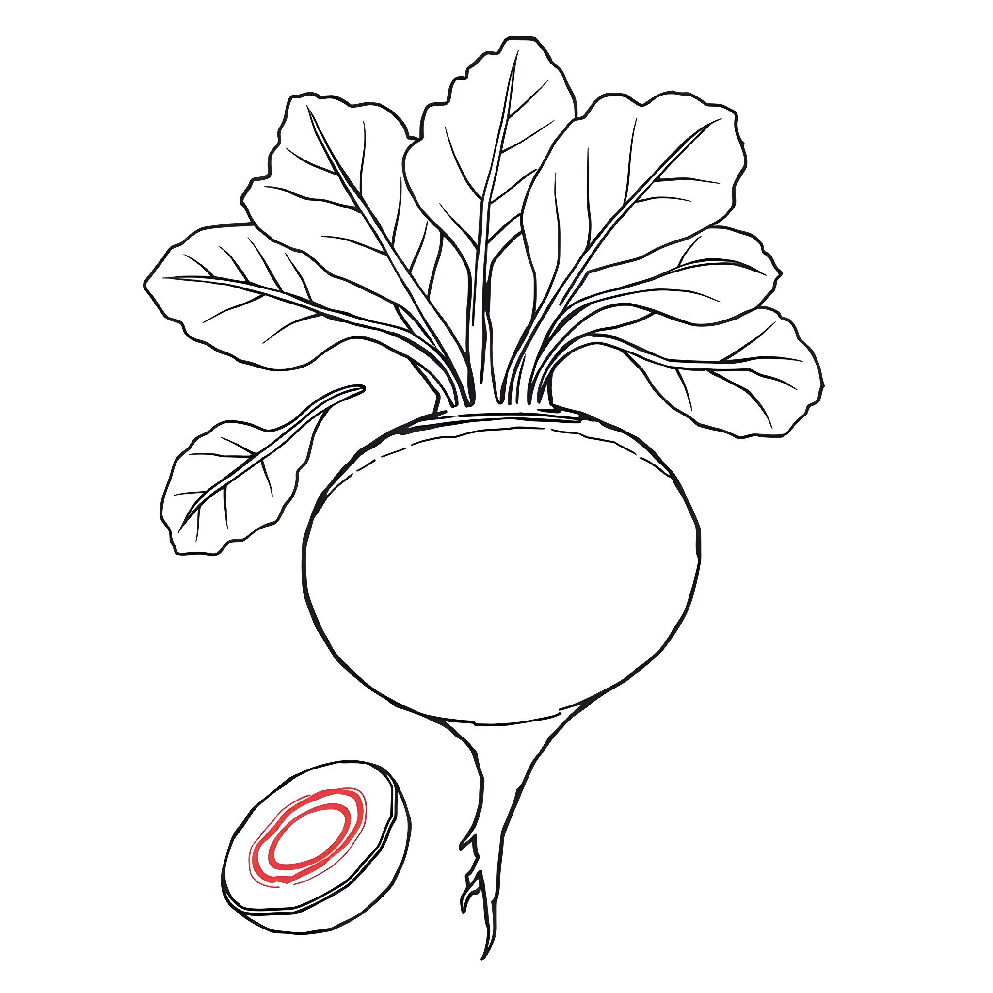 Beetroot with vibrant leaves and sliced cross-section Coloring Page (free black-and-white line drawing printable PDF for all, from beginners to advanced learners, including children, teens, adults, and seniors)