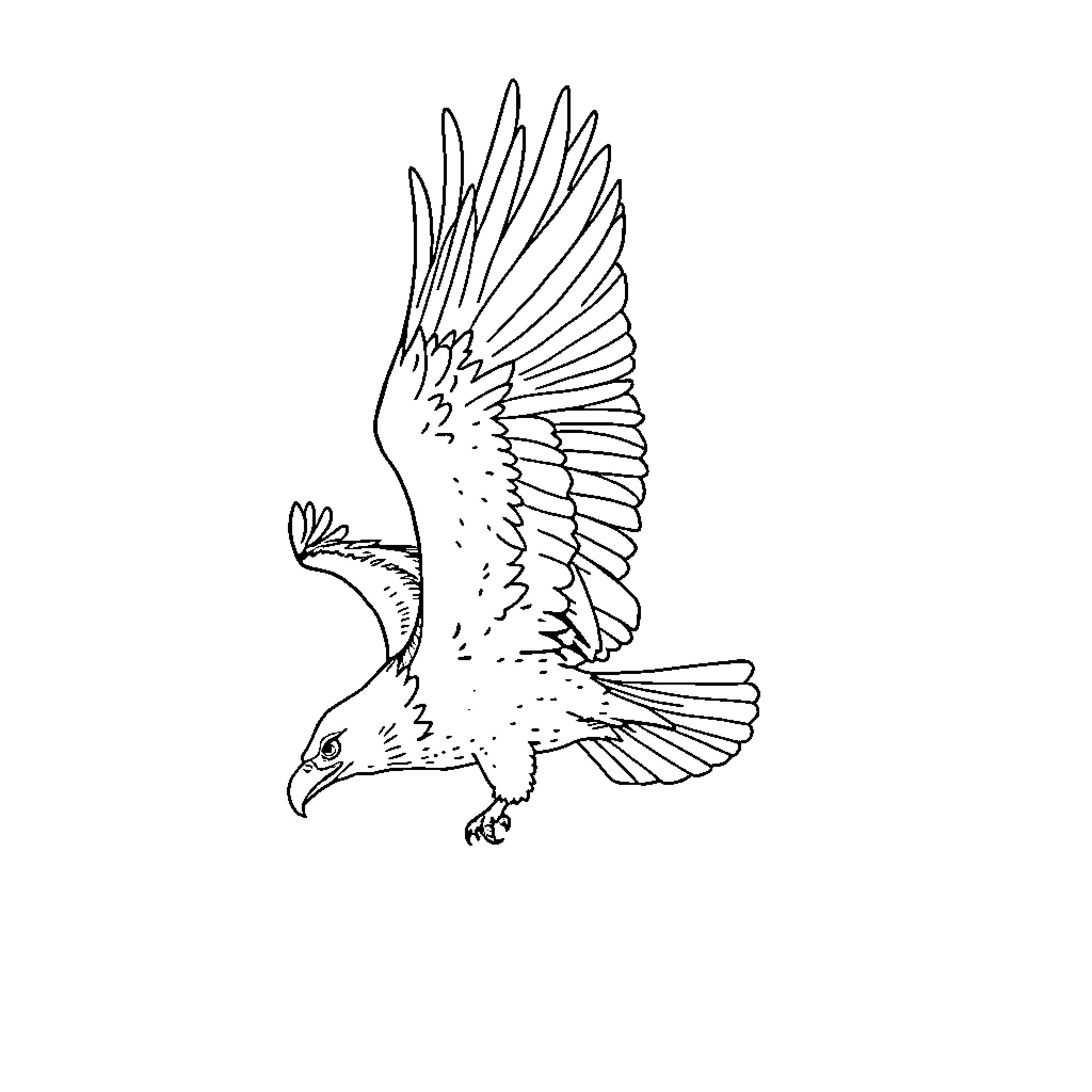 Eagle in flight with outstretched wings Coloring Page (free black-and-white line drawing printable PDF for all, from beginners to advanced learners, including children, teens, adults, and seniors)