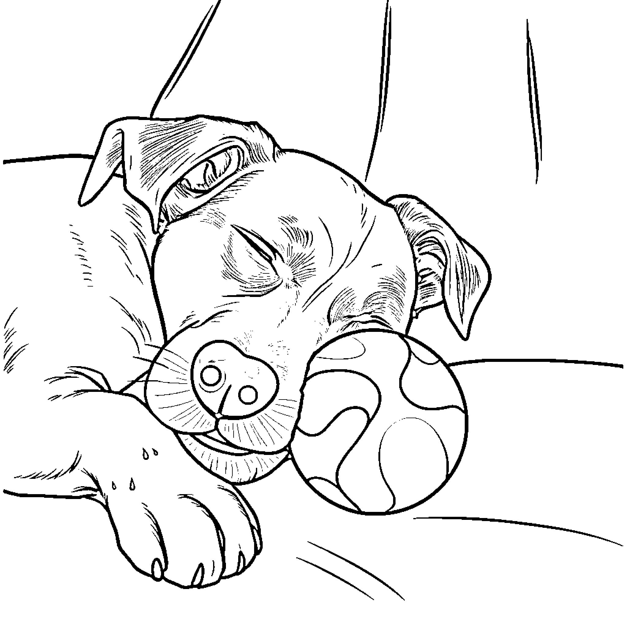 Dog playing with colorful ball outdoors Coloring Page (free black-and-white line drawing printable PDF for all, from beginners to advanced learners, including children, teens, adults, and seniors)