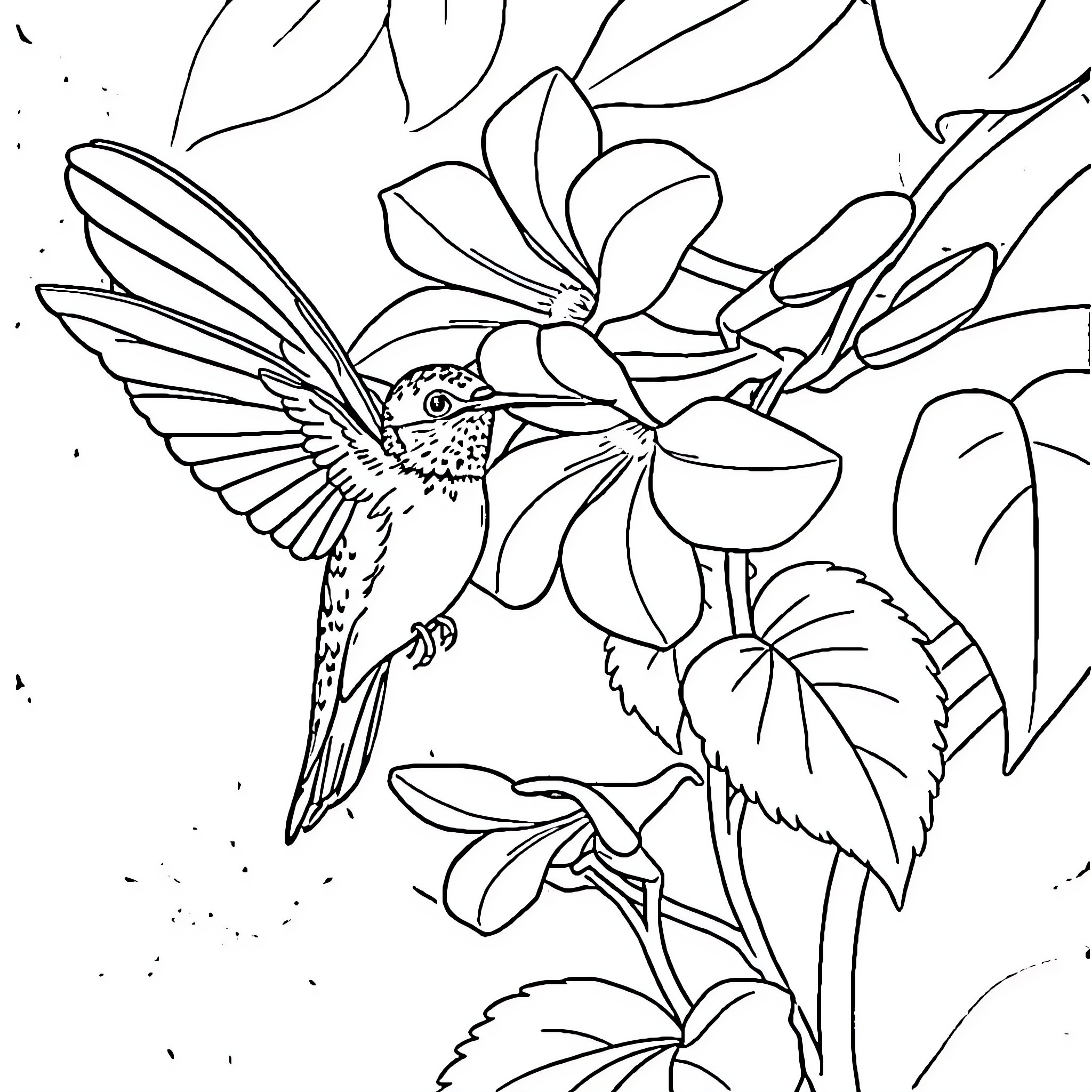 Hummingbird hovering near tropical flowers Coloring Page (free black-and-white line drawing printable PDF for all, from beginners to advanced learners, including children, teens, adults, and seniors)