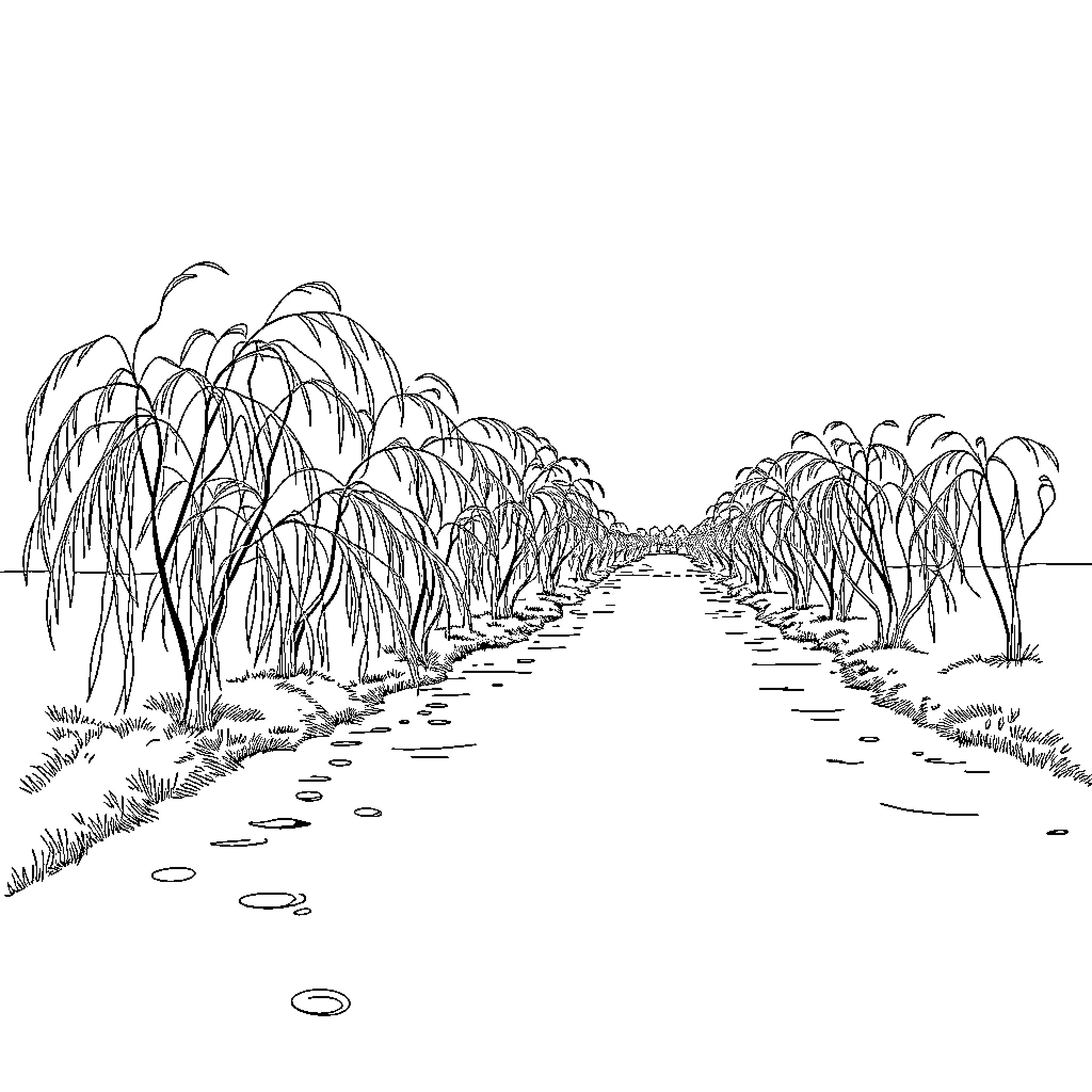 Bushwillow Pathway Through Weeping Trees Coloring Page (free black-and-white line drawing printable PDF for all, from beginners to advanced learners, including children, teens, adults, and seniors)