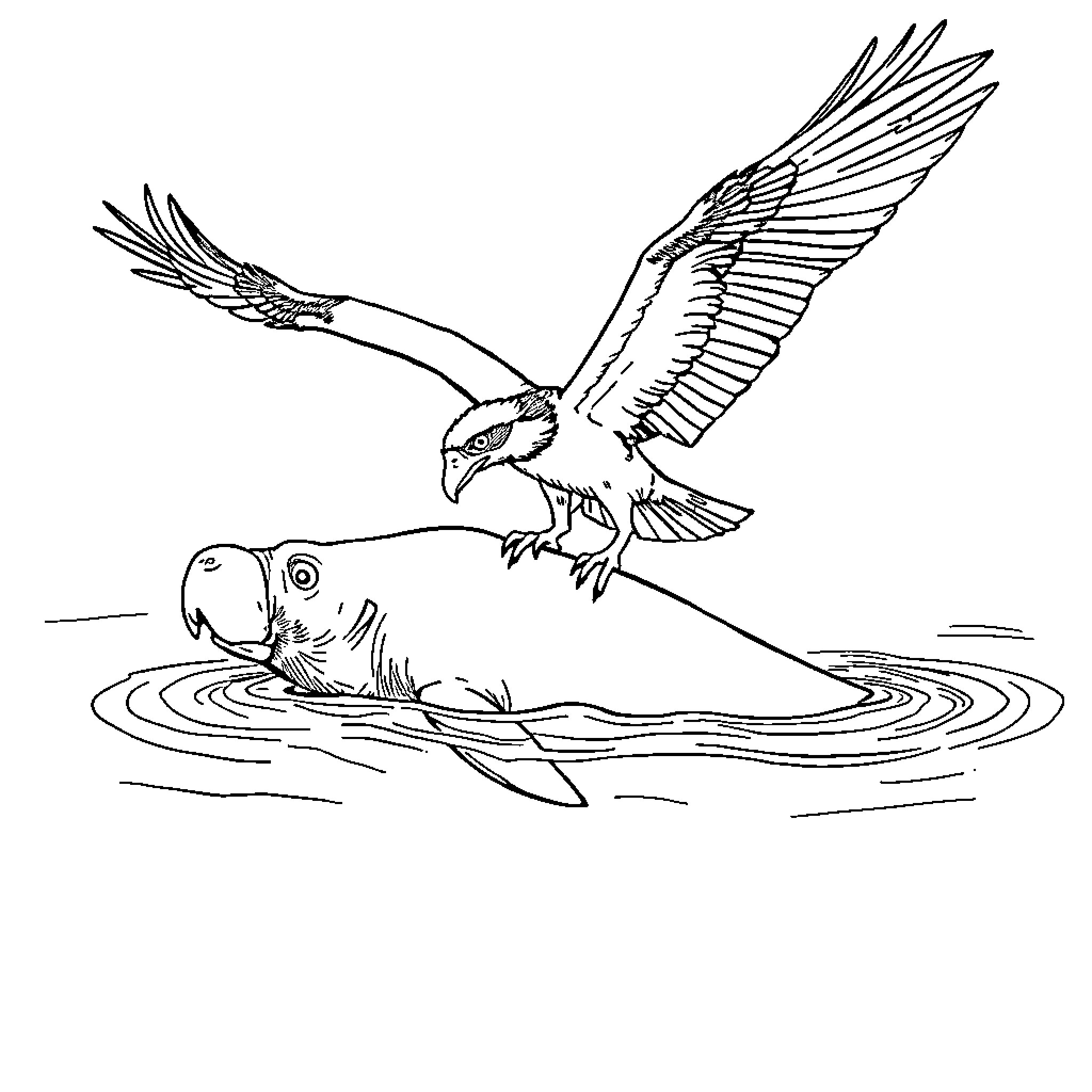 Osprey hunting fish in the water Coloring Page (free black-and-white line drawing printable PDF for all, from beginners to advanced learners, including children, teens, adults, and seniors)