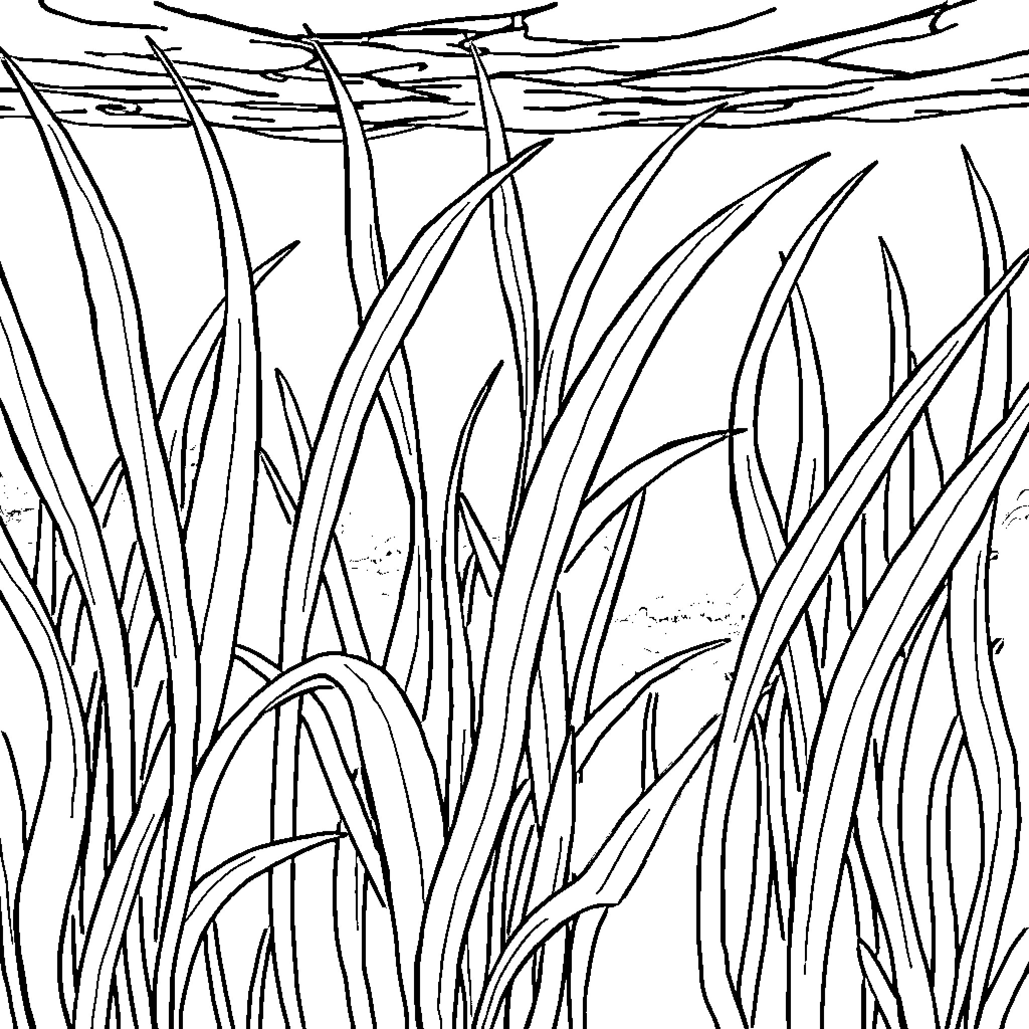 Grass blowing in the wind Coloring Page (free black-and-white line drawing printable PDF for all, from beginners to advanced learners, including children, teens, adults, and seniors)