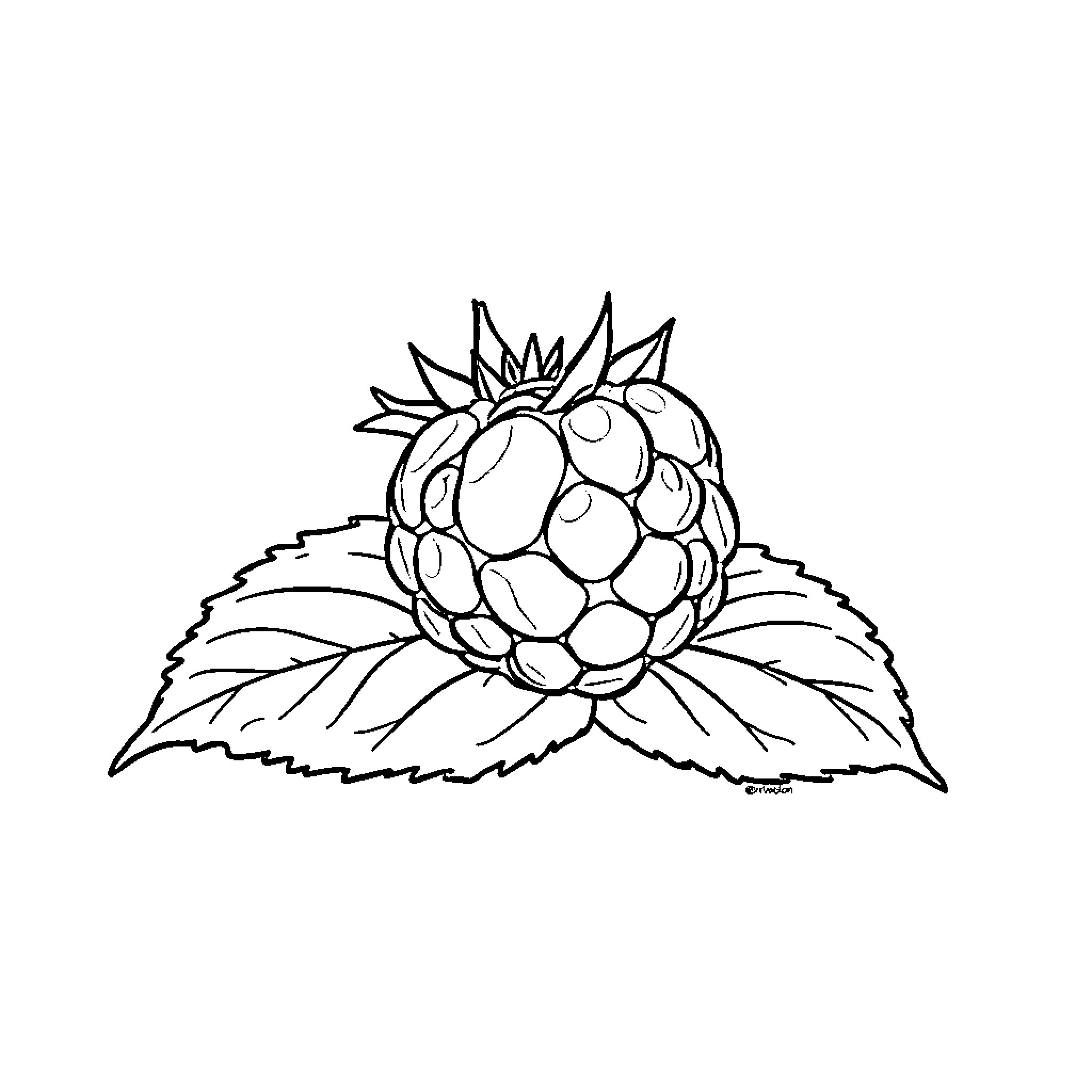 Raspberry coloring page with detailed design Coloring Page (free black-and-white line drawing printable PDF for all, from beginners to advanced learners, including children, teens, adults, and seniors)