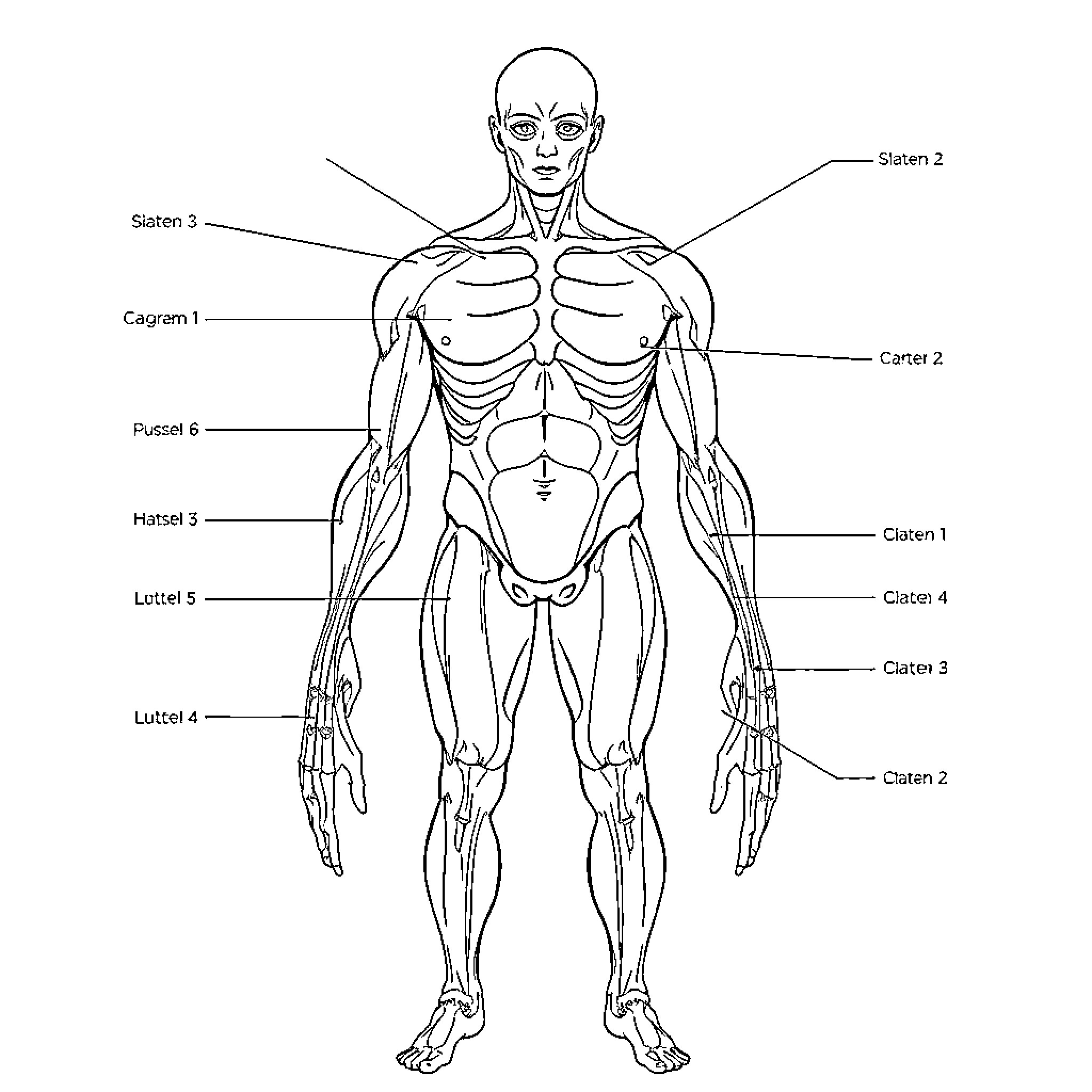 Human Body Anatomy Diagram with Labeled Parts Coloring Page (free black-and-white line drawing printable PDF for all, from beginners to advanced learners, including children, teens, adults, and seniors)