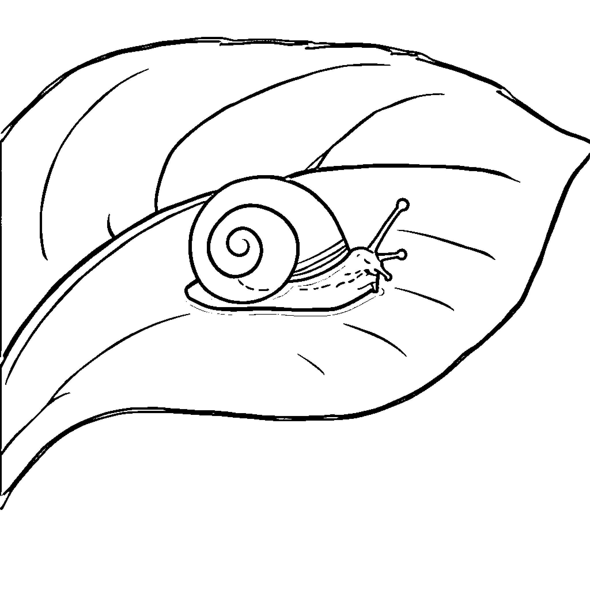 Snail crawling on leaf Coloring Page (free black-and-white line drawing printable PDF for all, from beginners to advanced learners, including children, teens, adults, and seniors)