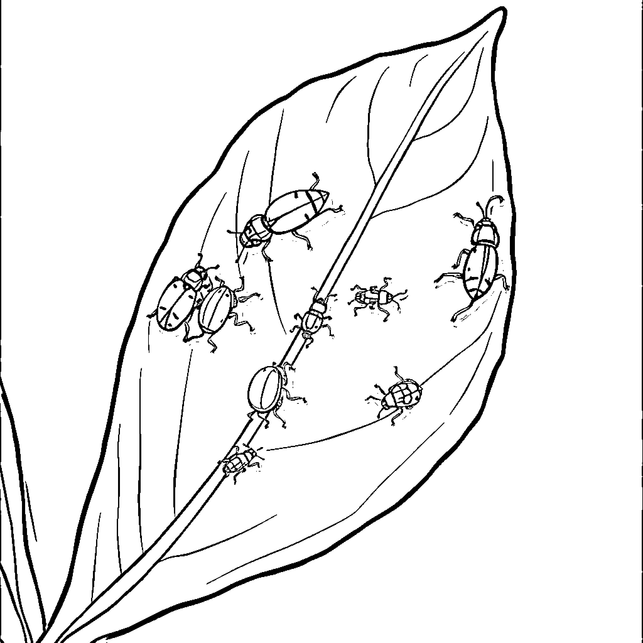 Bug crawling on leaf with others Coloring Page (free black-and-white line drawing printable PDF for all, from beginners to advanced learners, including children, teens, adults, and seniors)