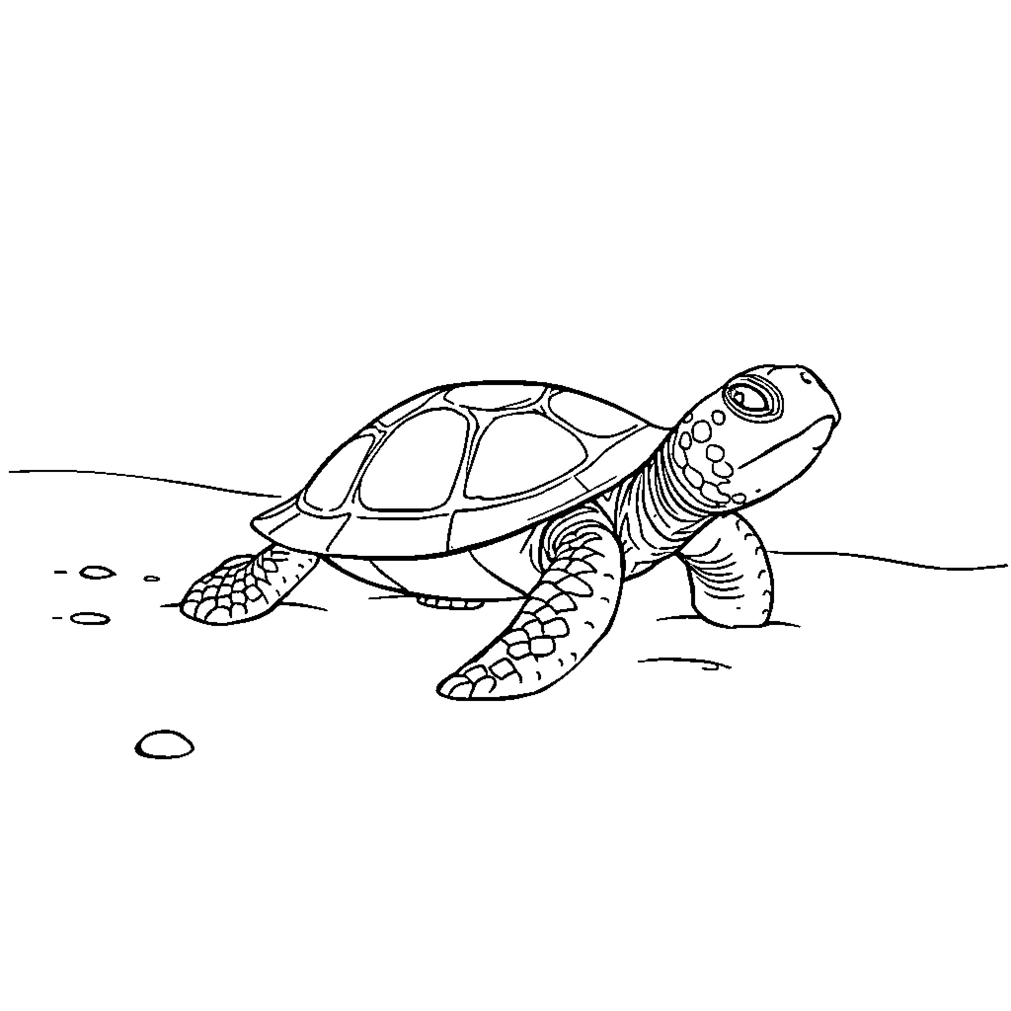 Turtle swimming gracefully in the ocean Coloring Page (free black-and-white line drawing printable PDF for all, from beginners to advanced learners, including children, teens, adults, and seniors)