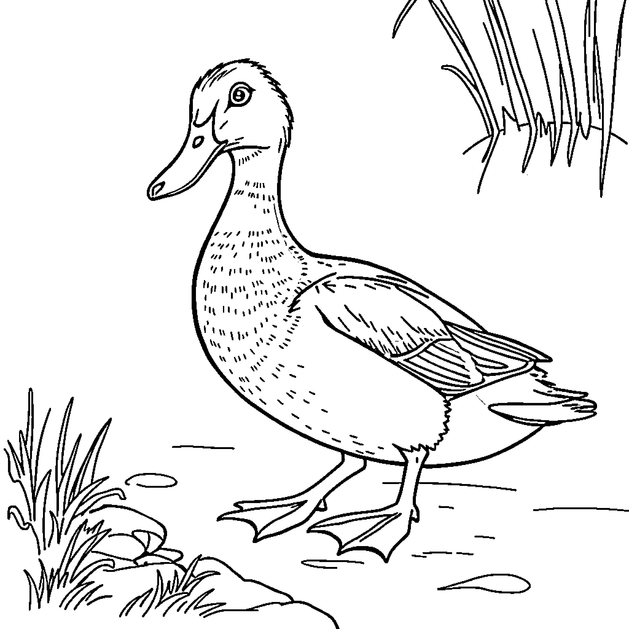 Duck standing amidst reeds and plants Coloring Page (free black-and-white line drawing printable PDF for all, from beginners to advanced learners, including children, teens, adults, and seniors)