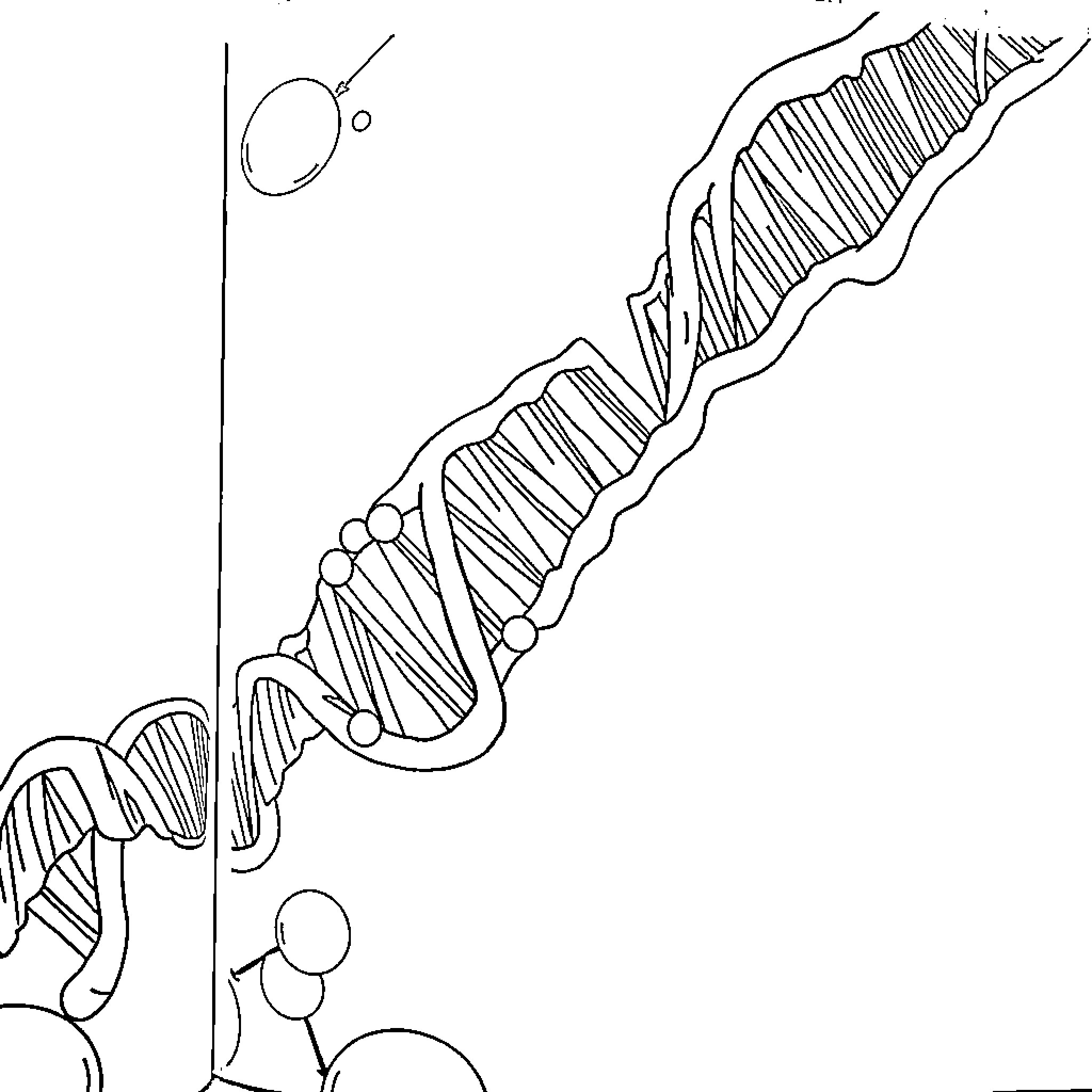 DNA Helix Forming Abstract Structure Coloring Page (free black-and-white line drawing printable PDF for all, from beginners to advanced learners, including children, teens, adults, and seniors)