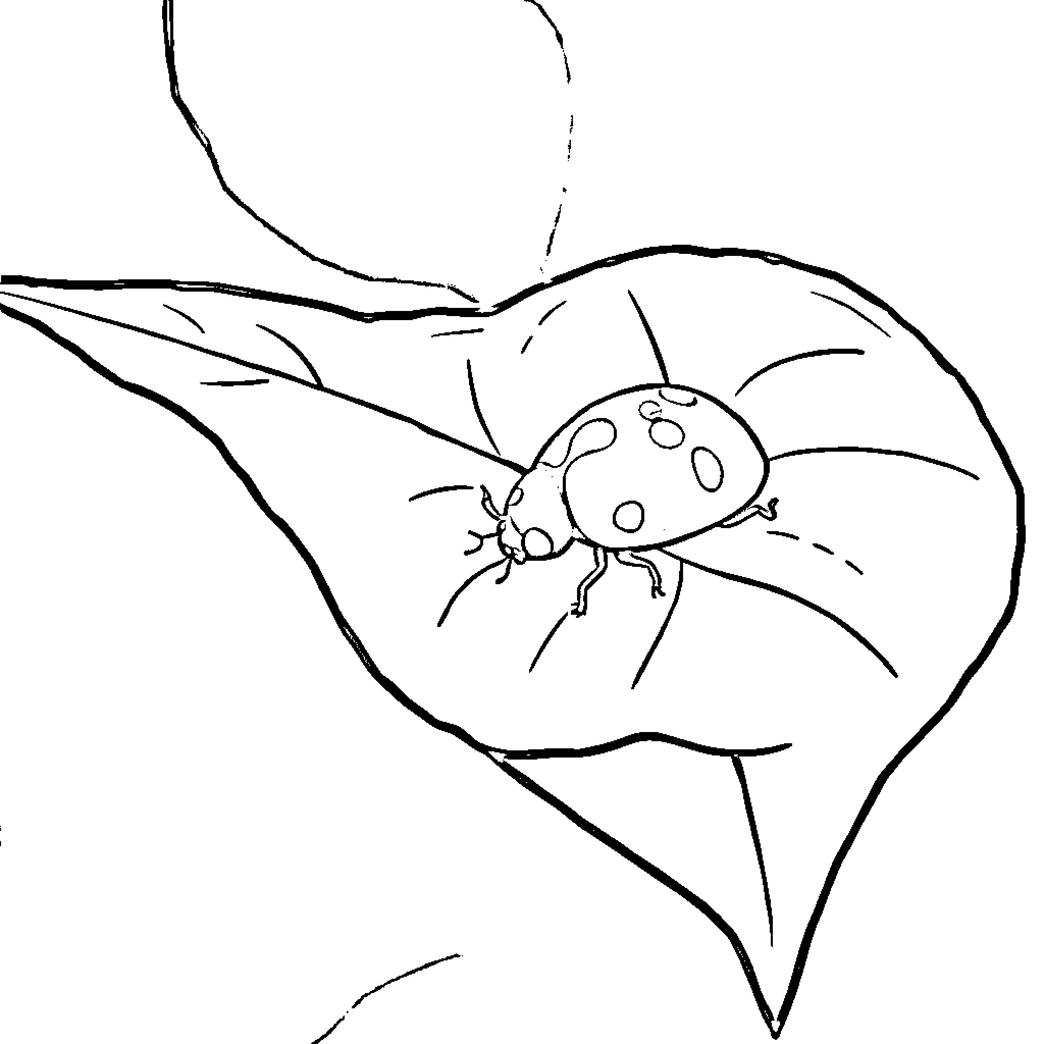Ladybug resting on leaf Coloring Page (free black-and-white line drawing printable PDF for all, from beginners to advanced learners, including children, teens, adults, and seniors)
