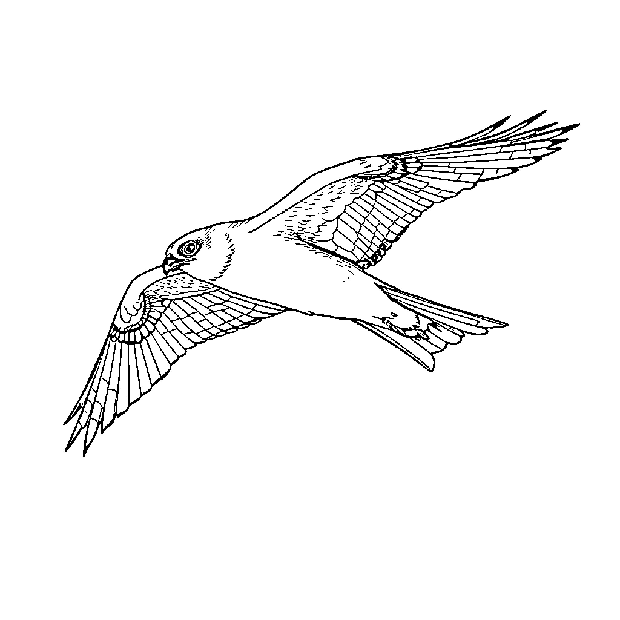 Peregrine Falcon in flight Coloring Page (free black-and-white line drawing printable PDF for all, from beginners to advanced learners, including children, teens, adults, and seniors)