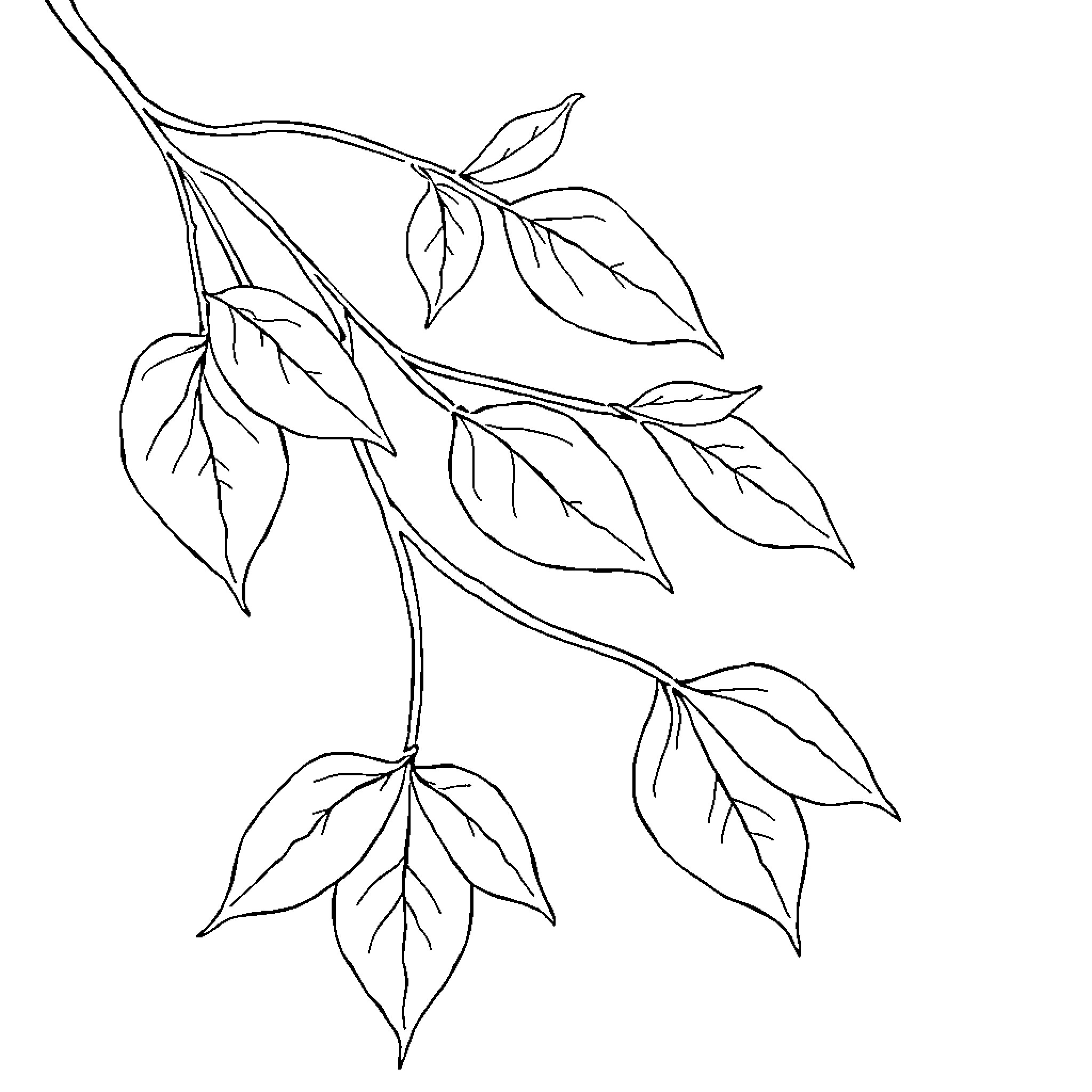 Leaf branch with delicate foliage Coloring Page (free black-and-white line drawing printable PDF for all, from beginners to advanced learners, including children, teens, adults, and seniors)