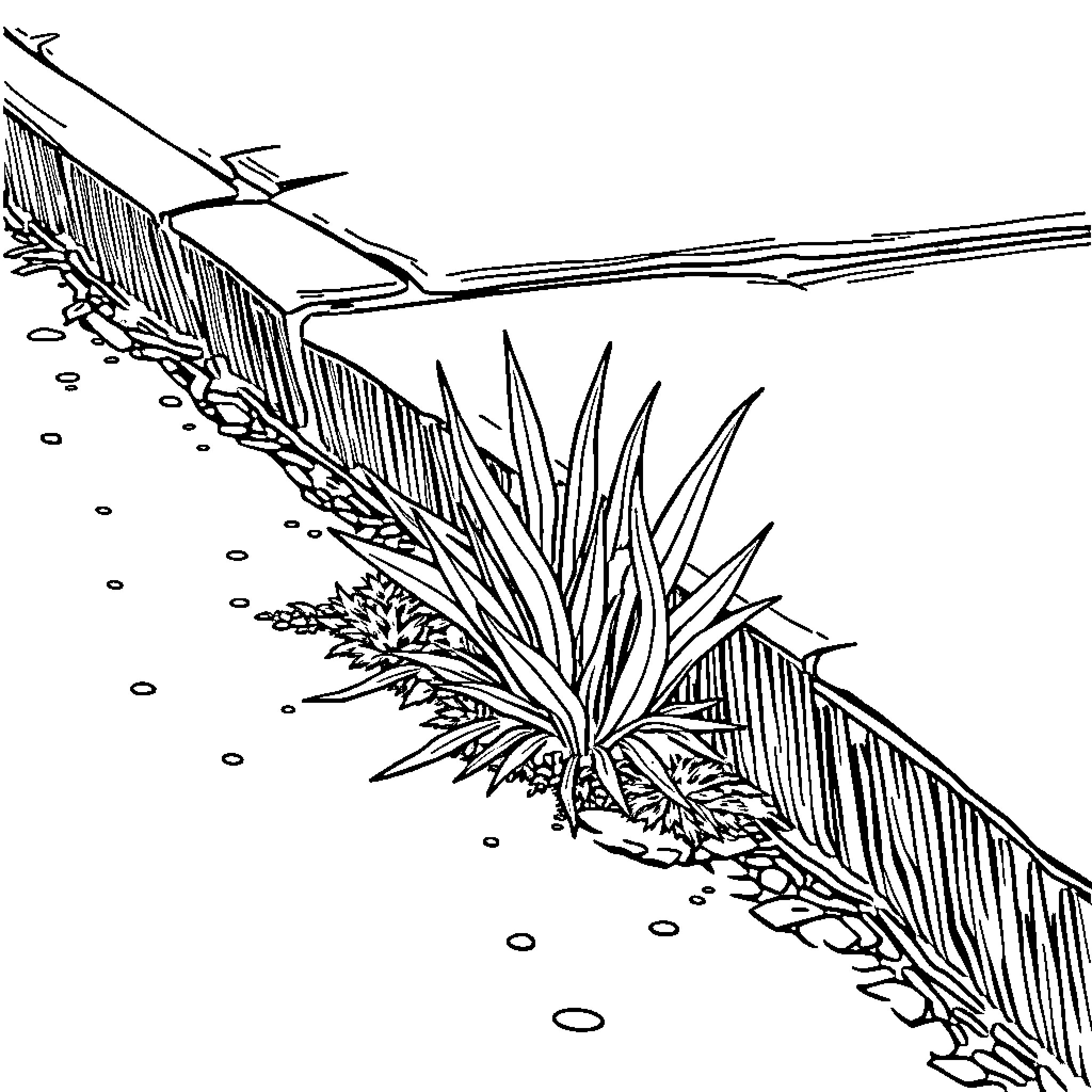 Weed growing on a wooden fence Coloring Page (free black-and-white line drawing printable PDF for all, from beginners to advanced learners, including children, teens, adults, and seniors)