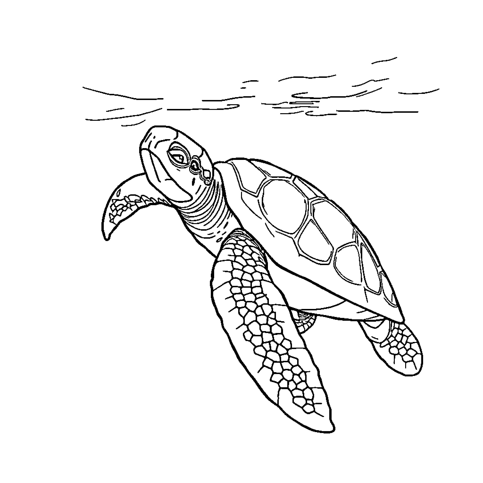 Turtle swimming through waves Coloring Page (free black-and-white line drawing printable PDF for all, from beginners to advanced learners, including children, teens, adults, and seniors)