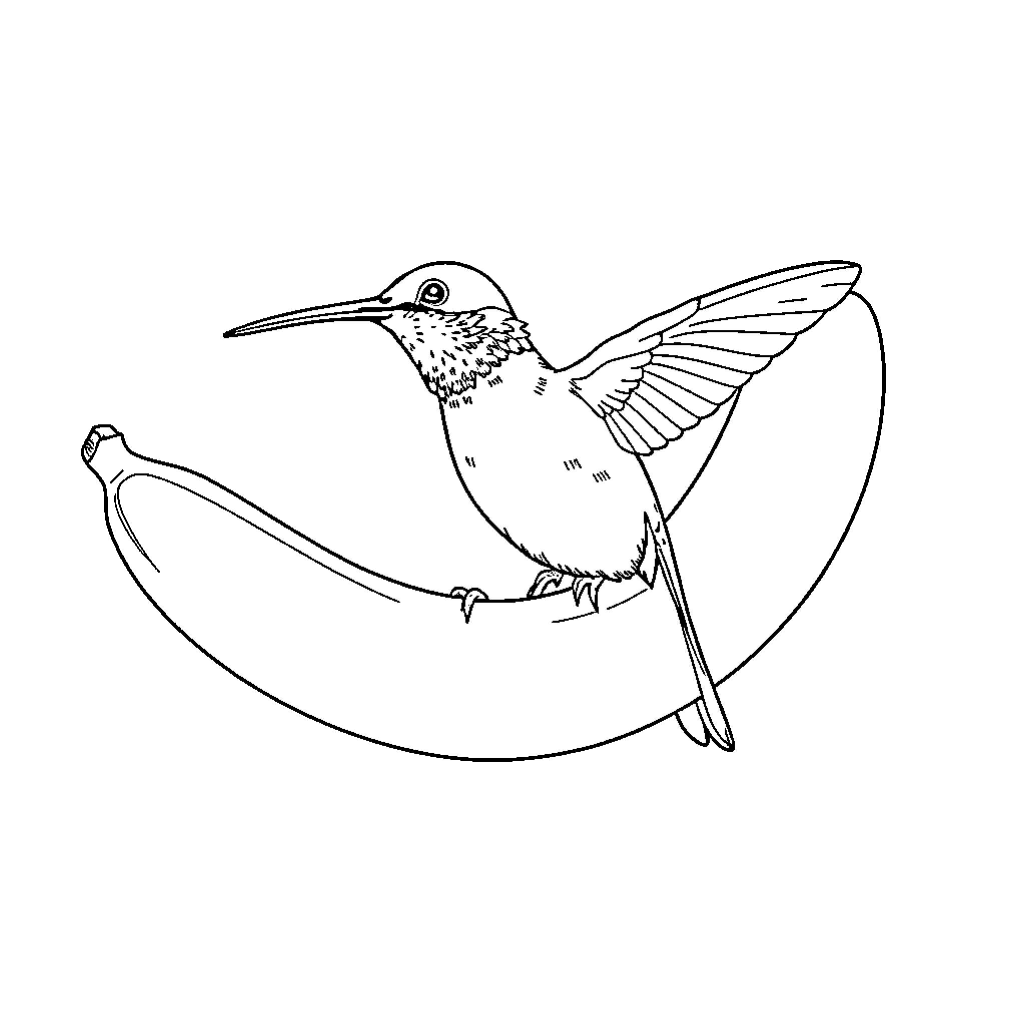 Hummingbird perched gracefully on a branch Coloring Page (free black-and-white line drawing printable PDF for all, from beginners to advanced learners, including children, teens, adults, and seniors)