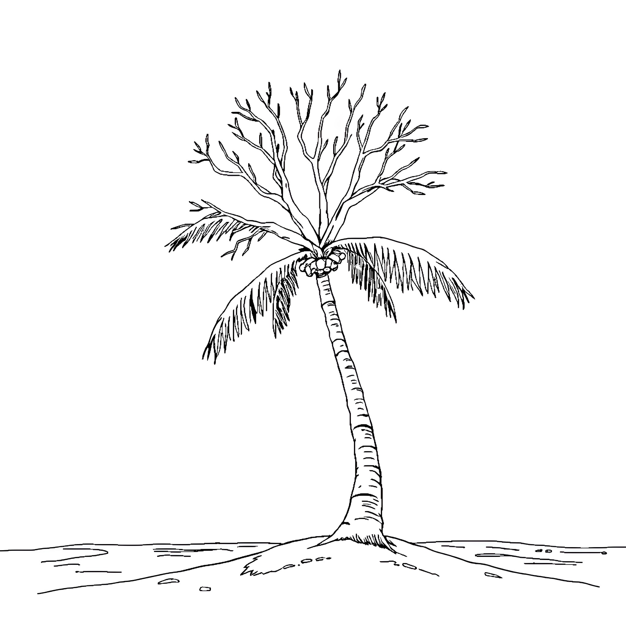 Palm Tree against a plain background Coloring Page (free black-and-white line drawing printable PDF for all, from beginners to advanced learners, including children, teens, adults, and seniors)