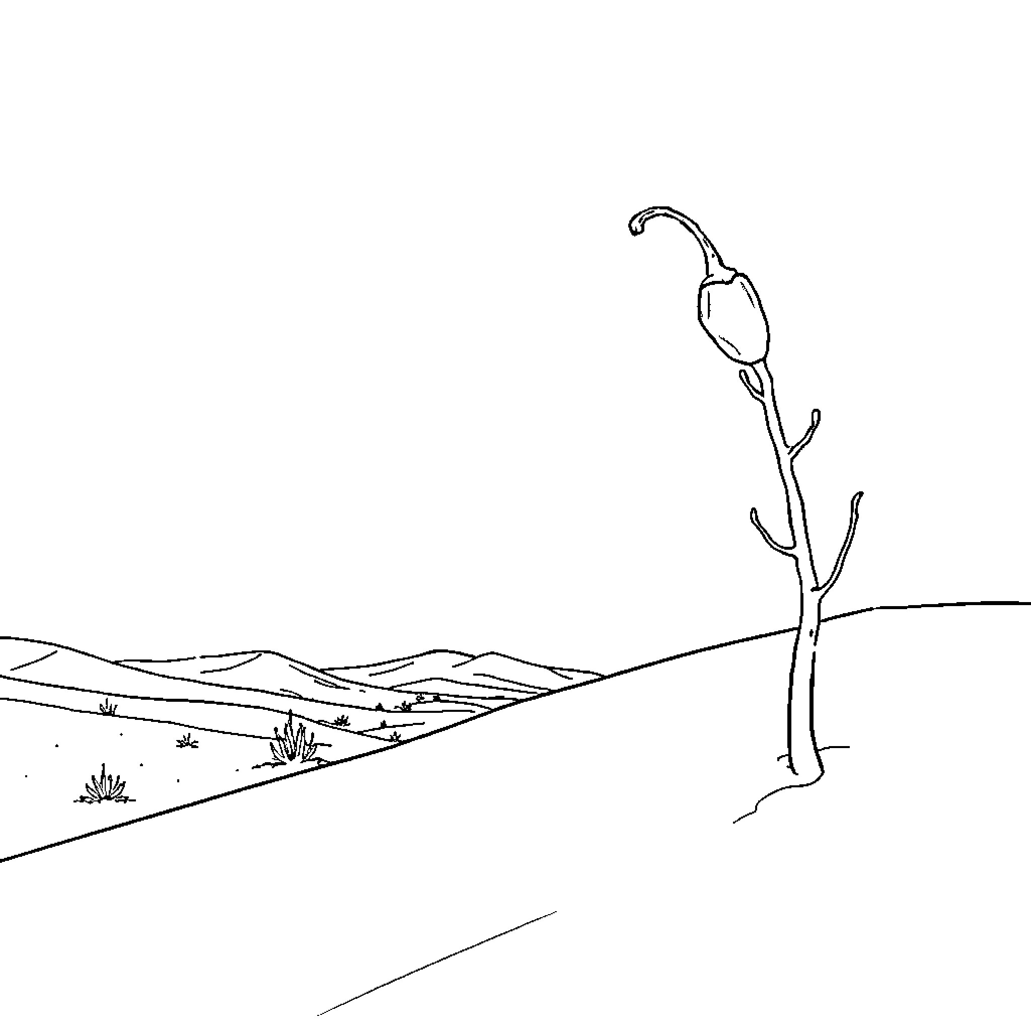 Piment flower against scenic landscape Coloring Page (free black-and-white line drawing printable PDF for all, from beginners to advanced learners, including children, teens, adults, and seniors)