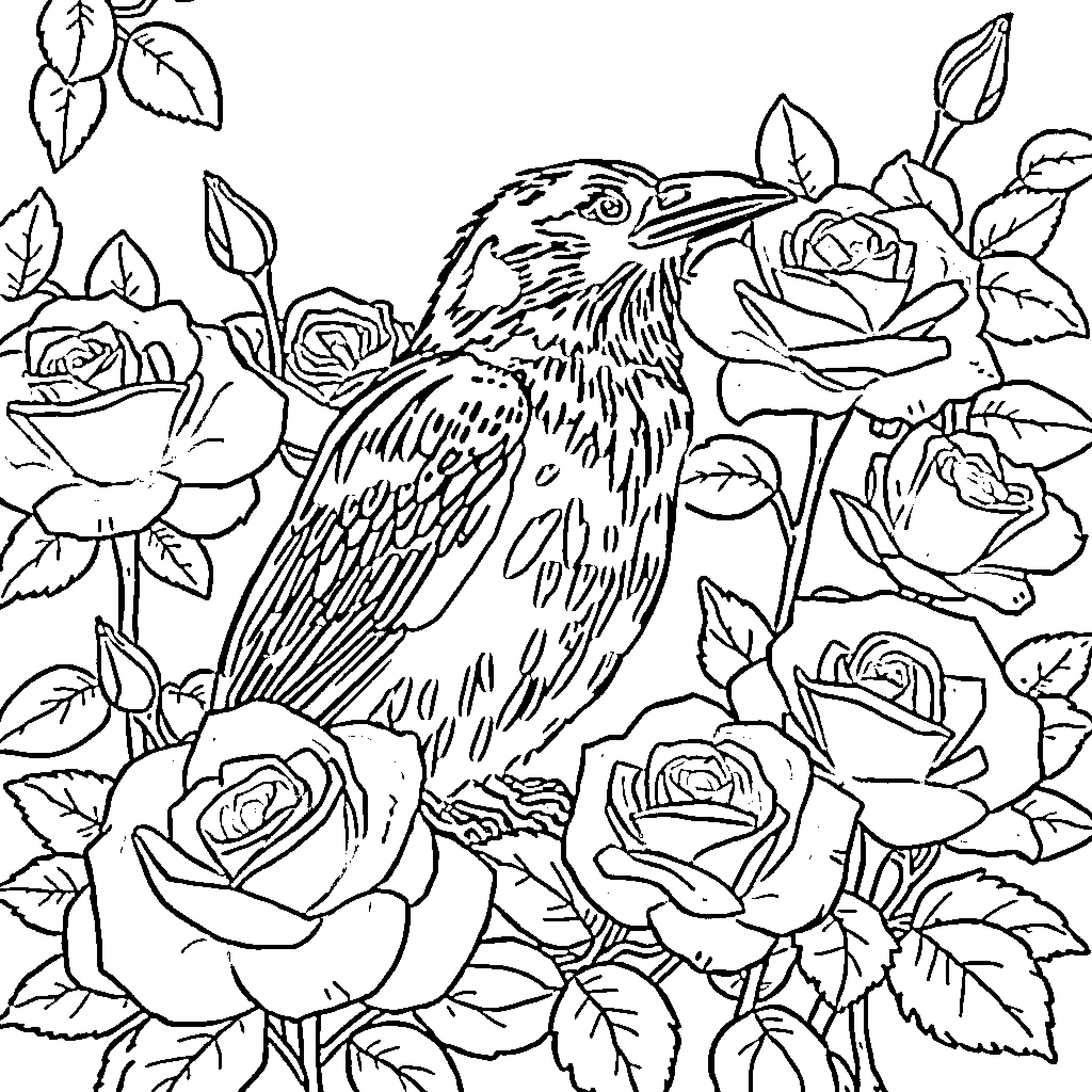 Raven perched amidst vibrant roses Coloring Page (free black-and-white line drawing printable PDF for all, from beginners to advanced learners, including children, teens, adults, and seniors)