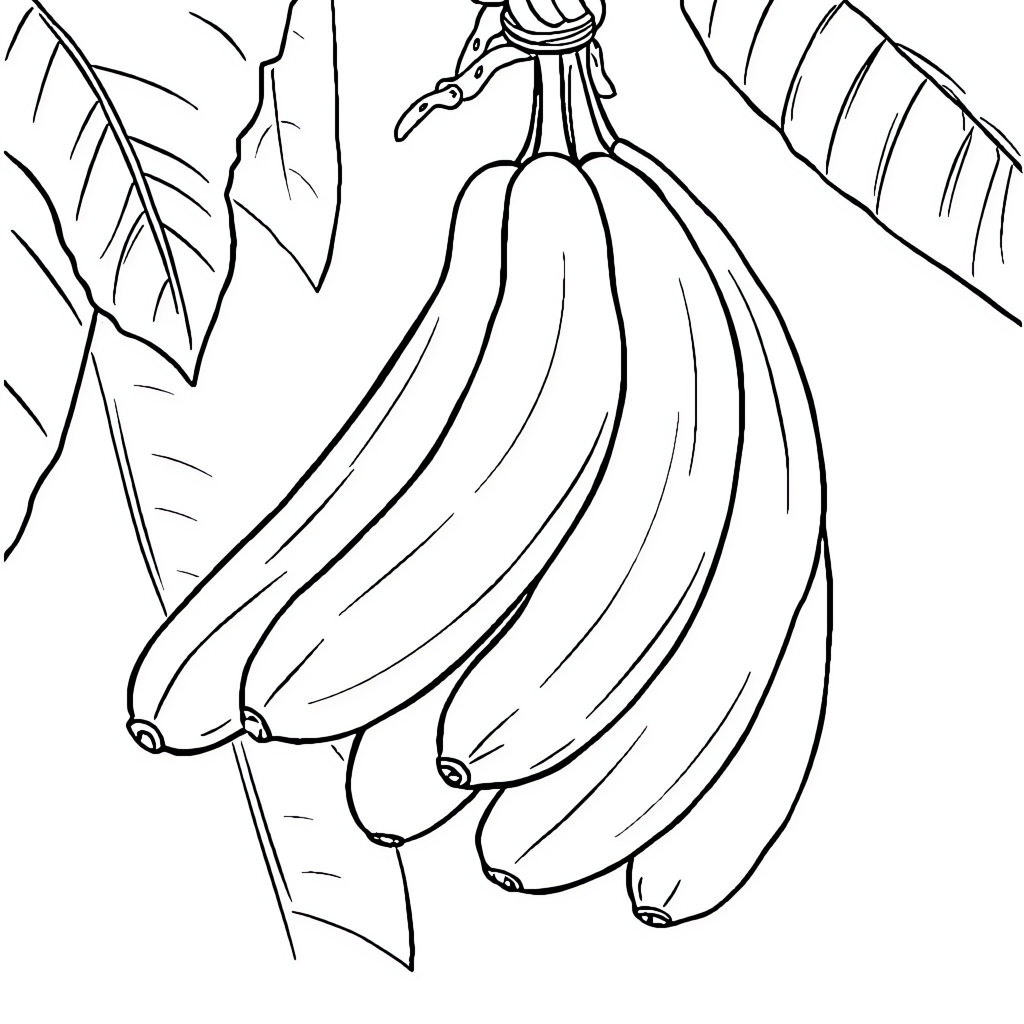 Banana bunch hanging from the branch Coloring Page (free black-and-white line drawing printable PDF for all, from beginners to advanced learners, including children, teens, adults, and seniors)