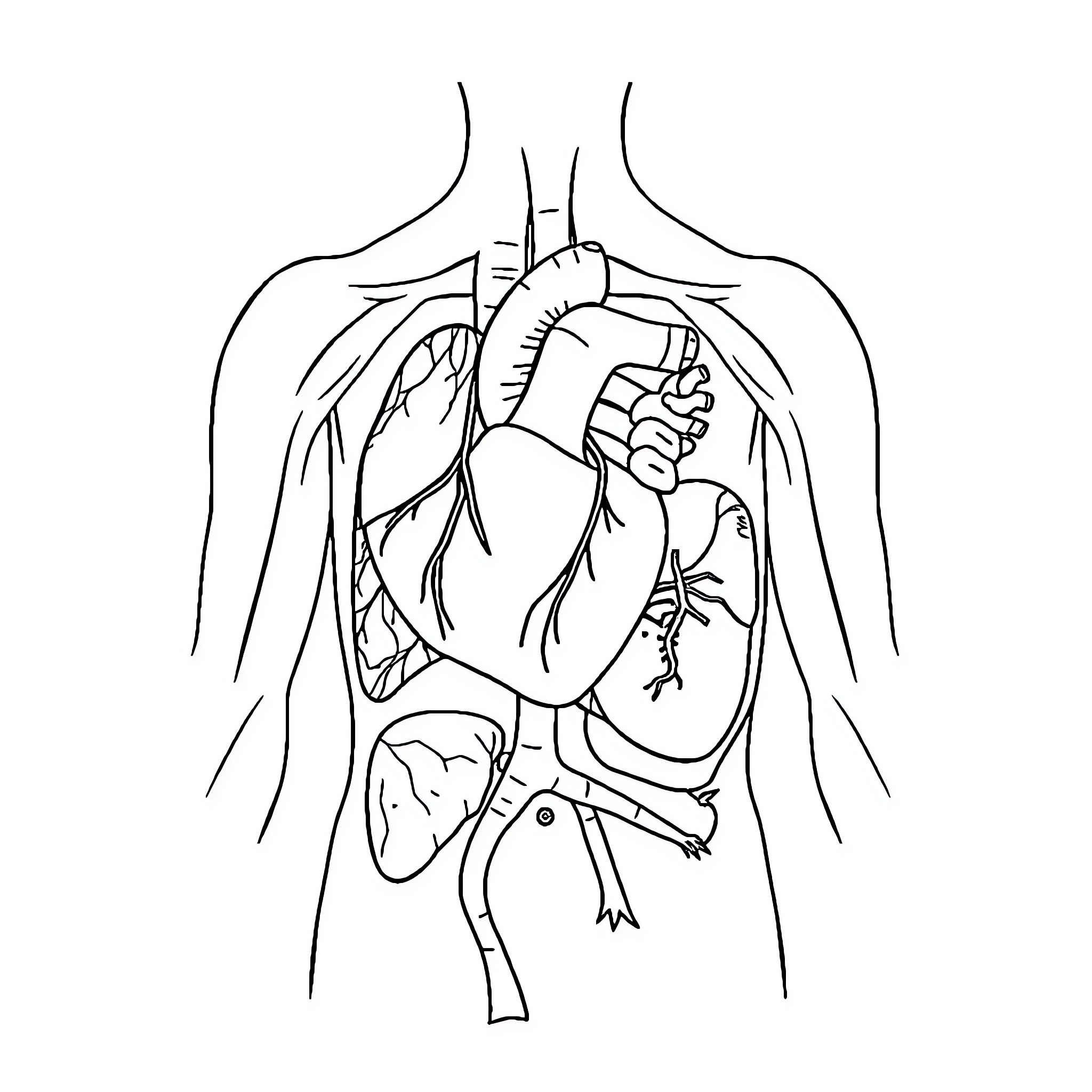 Organ Diagram of the Human Anatomy Coloring Page (free black-and-white line drawing printable PDF for all, from beginners to advanced learners, including children, teens, adults, and seniors)