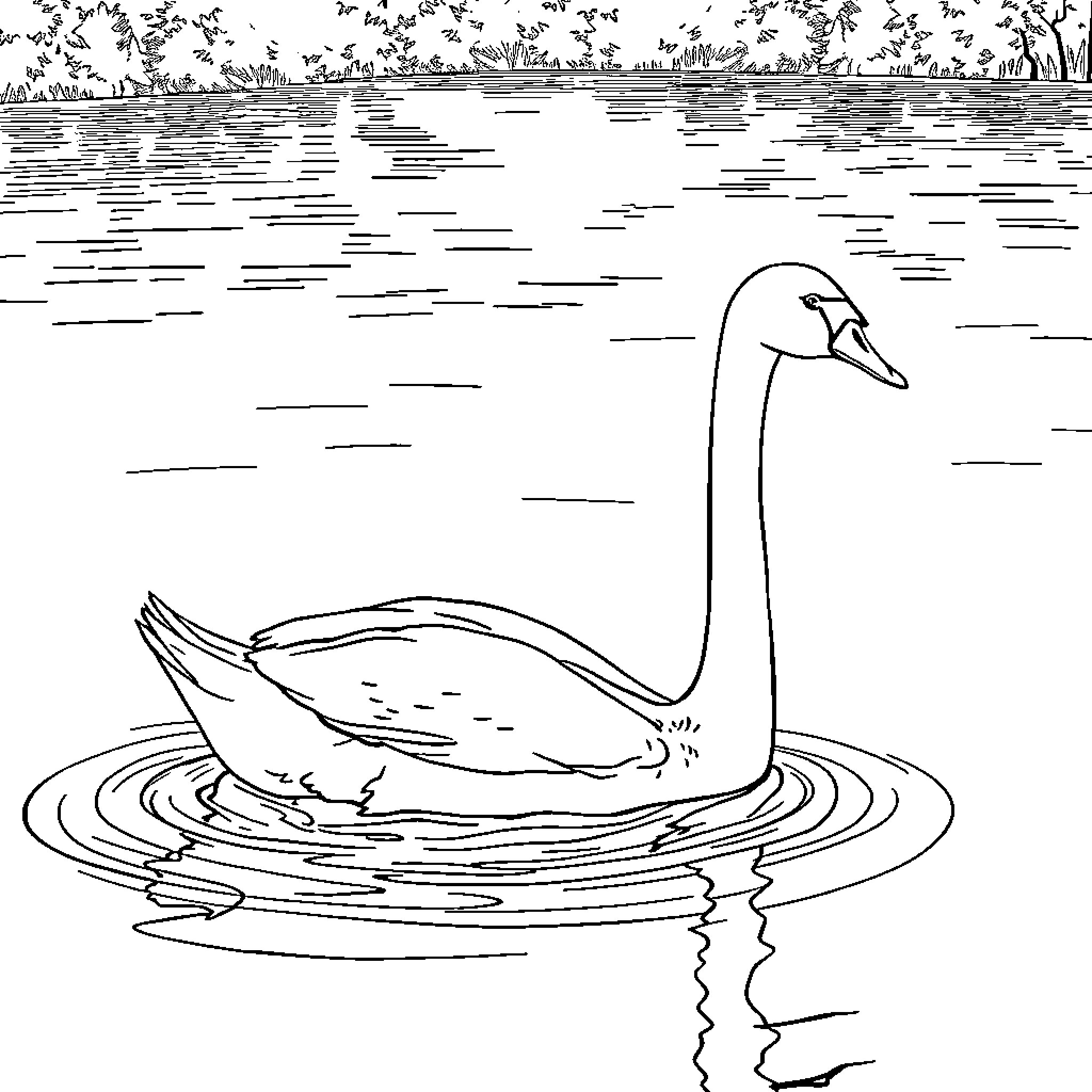 Swan floating gracefully on a serene lake Coloring Page (free black-and-white line drawing printable PDF for all, from beginners to advanced learners, including children, teens, adults, and seniors)