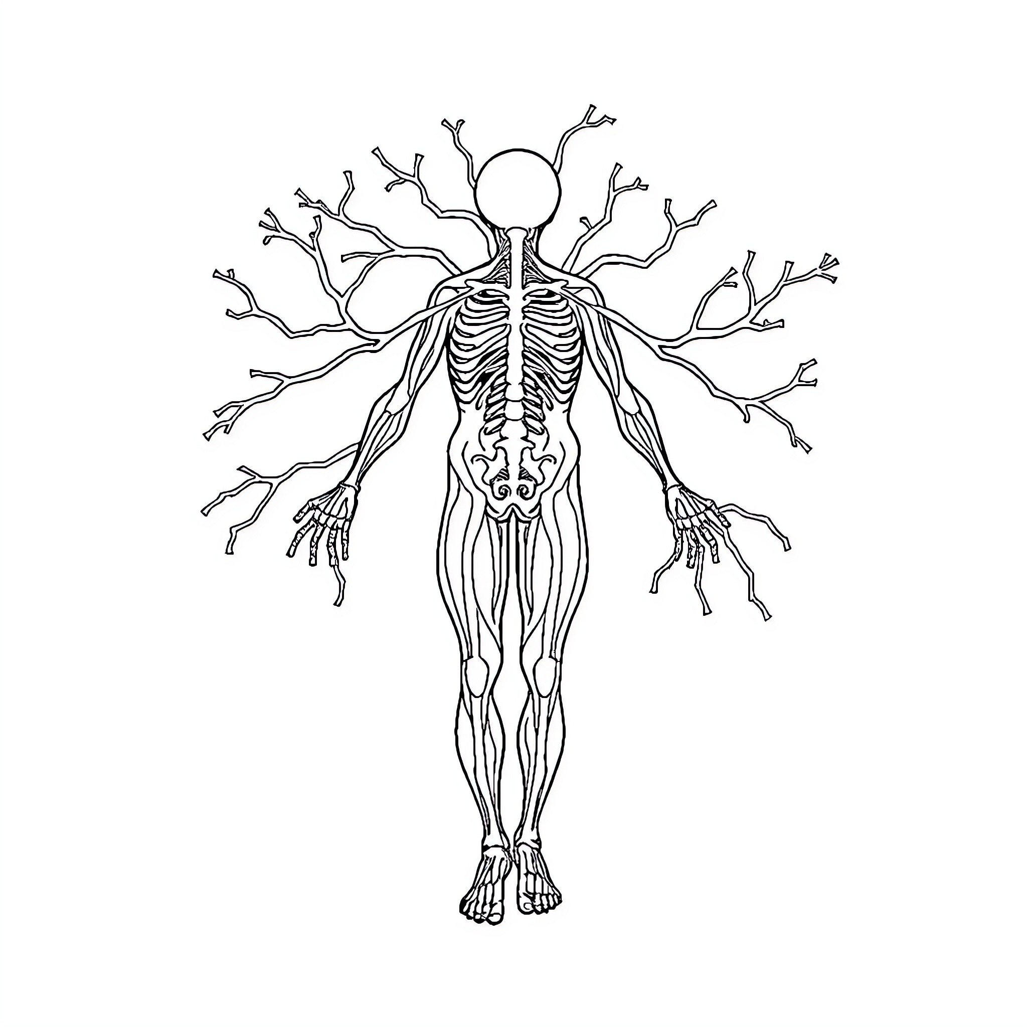 Nervous System Anatomy Diagram Coloring Page (free black-and-white line drawing printable PDF for all, from beginners to advanced learners, including children, teens, adults, and seniors)
