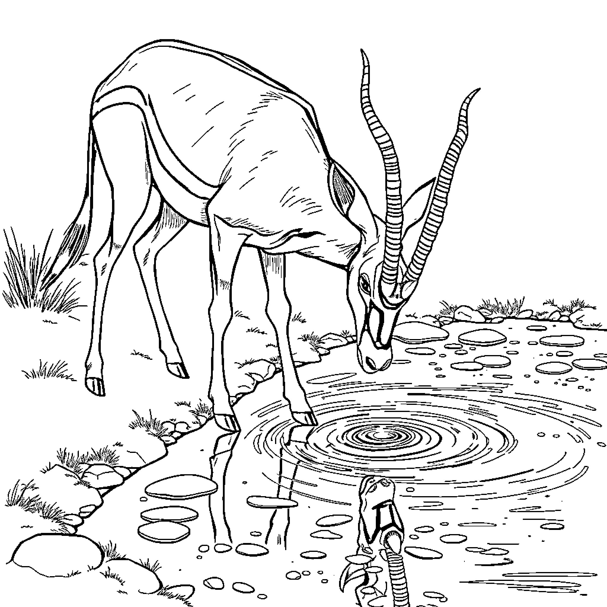 Kudu drinking from a tranquil pond Coloring Page (free black-and-white line drawing printable PDF for all, from beginners to advanced learners, including children, teens, adults, and seniors)