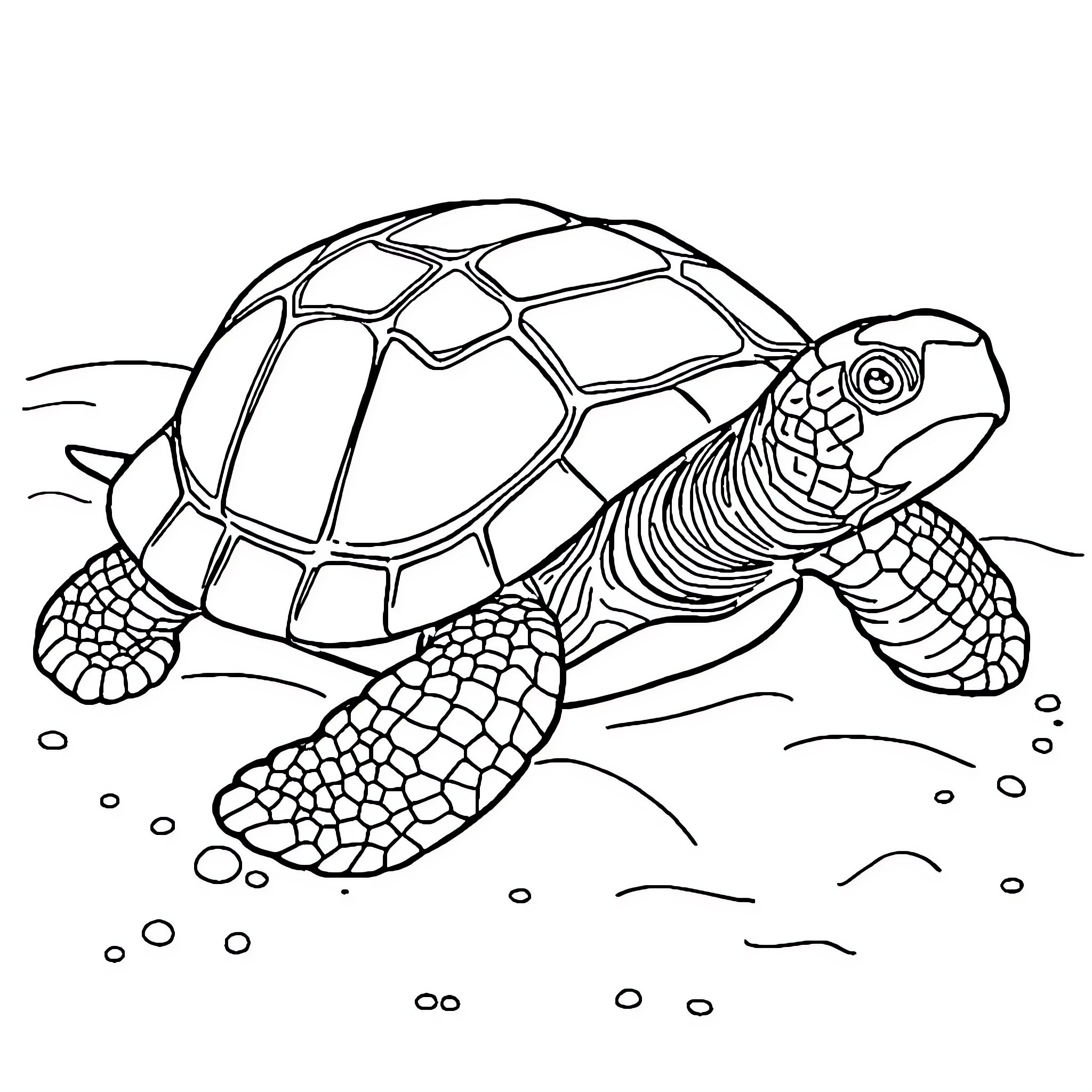 Turtle swimming gracefully underwater Coloring Page (free black-and-white line drawing printable PDF for all, from beginners to advanced learners, including children, teens, adults, and seniors)