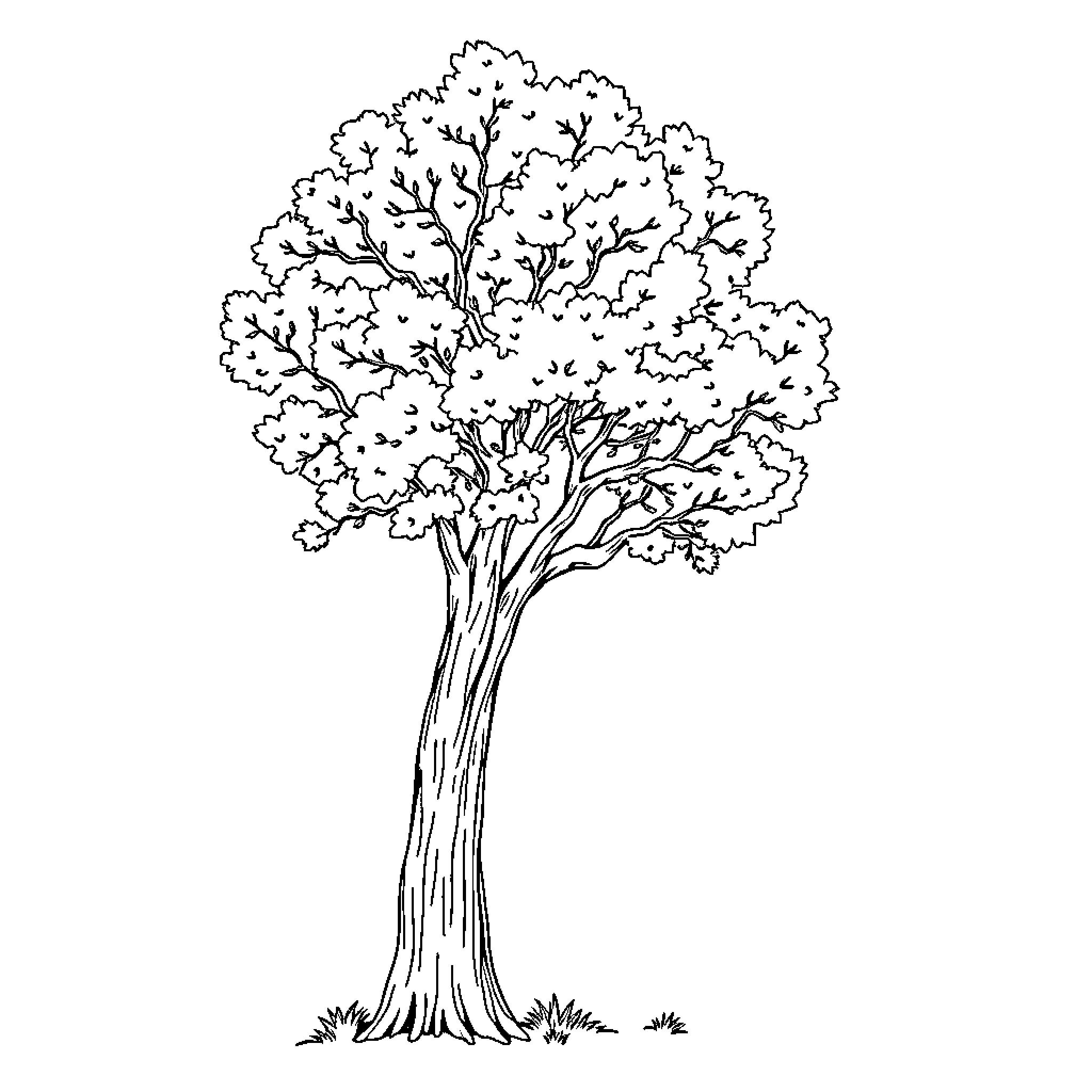 Acacia tree in full bloom Coloring Page (free black-and-white line drawing printable PDF for all, from beginners to advanced learners, including children, teens, adults, and seniors)