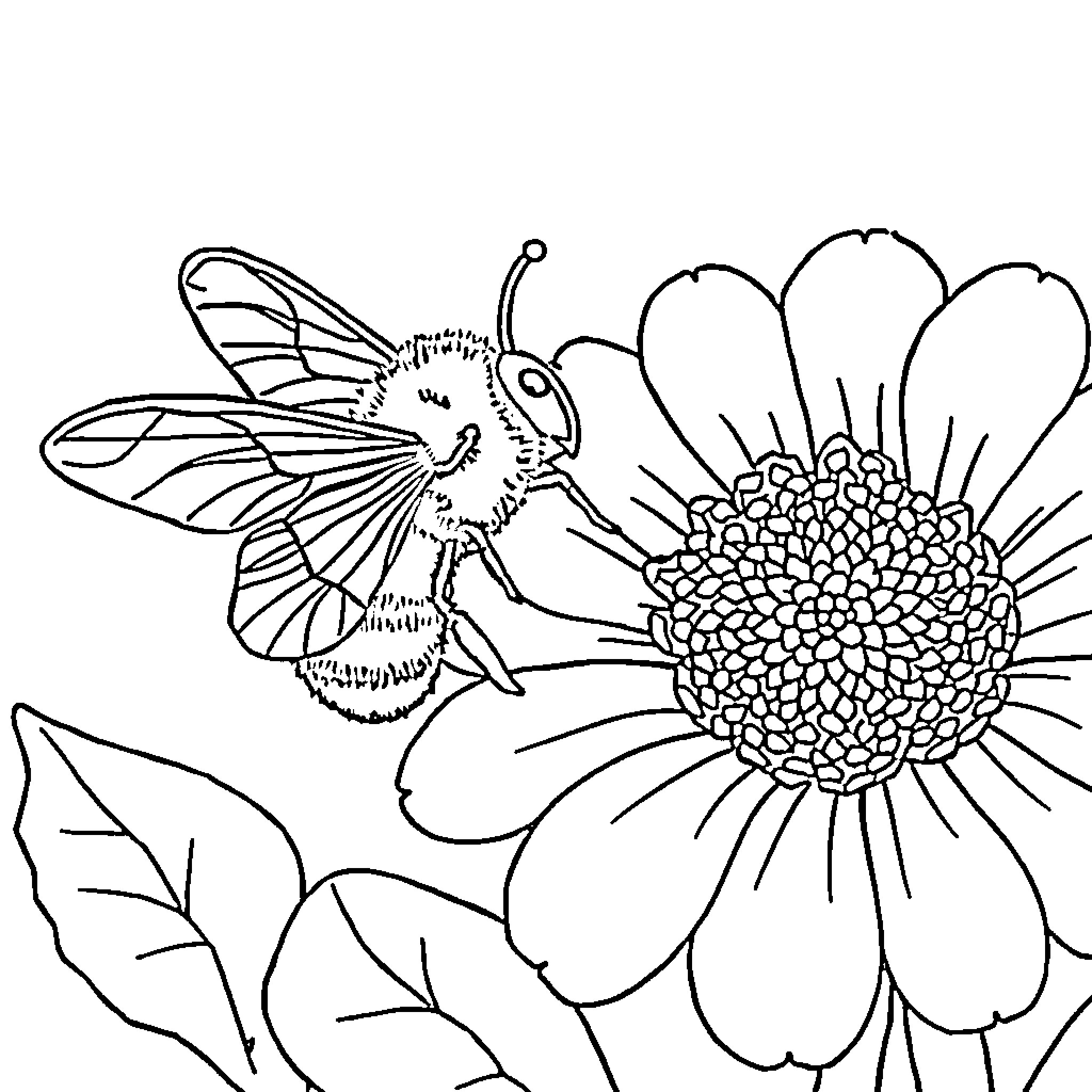 Bee visiting a vibrant flower Coloring Page (free black-and-white line drawing printable PDF for all, from beginners to advanced learners, including children, teens, adults, and seniors)